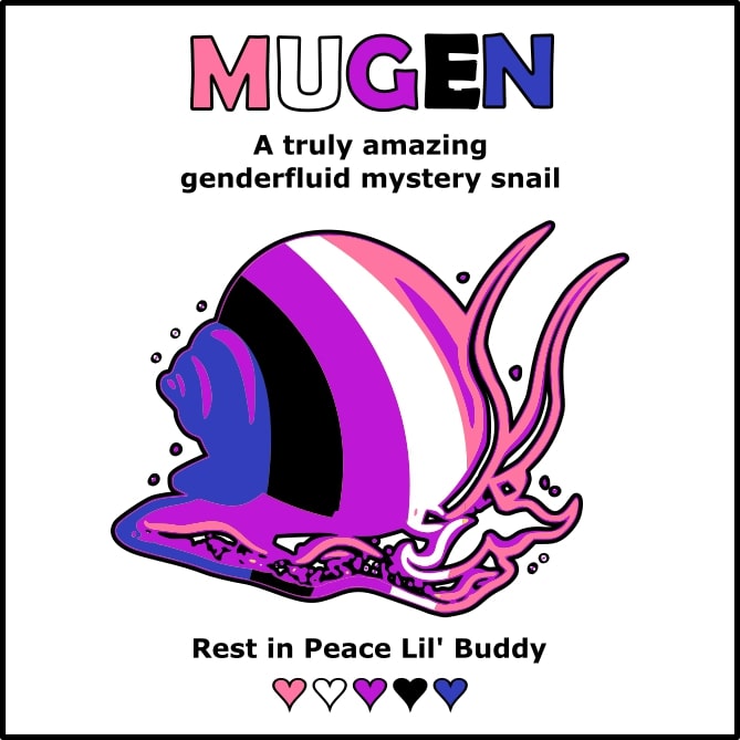 I lost a snail today ,( and mystery snails can change genders at any