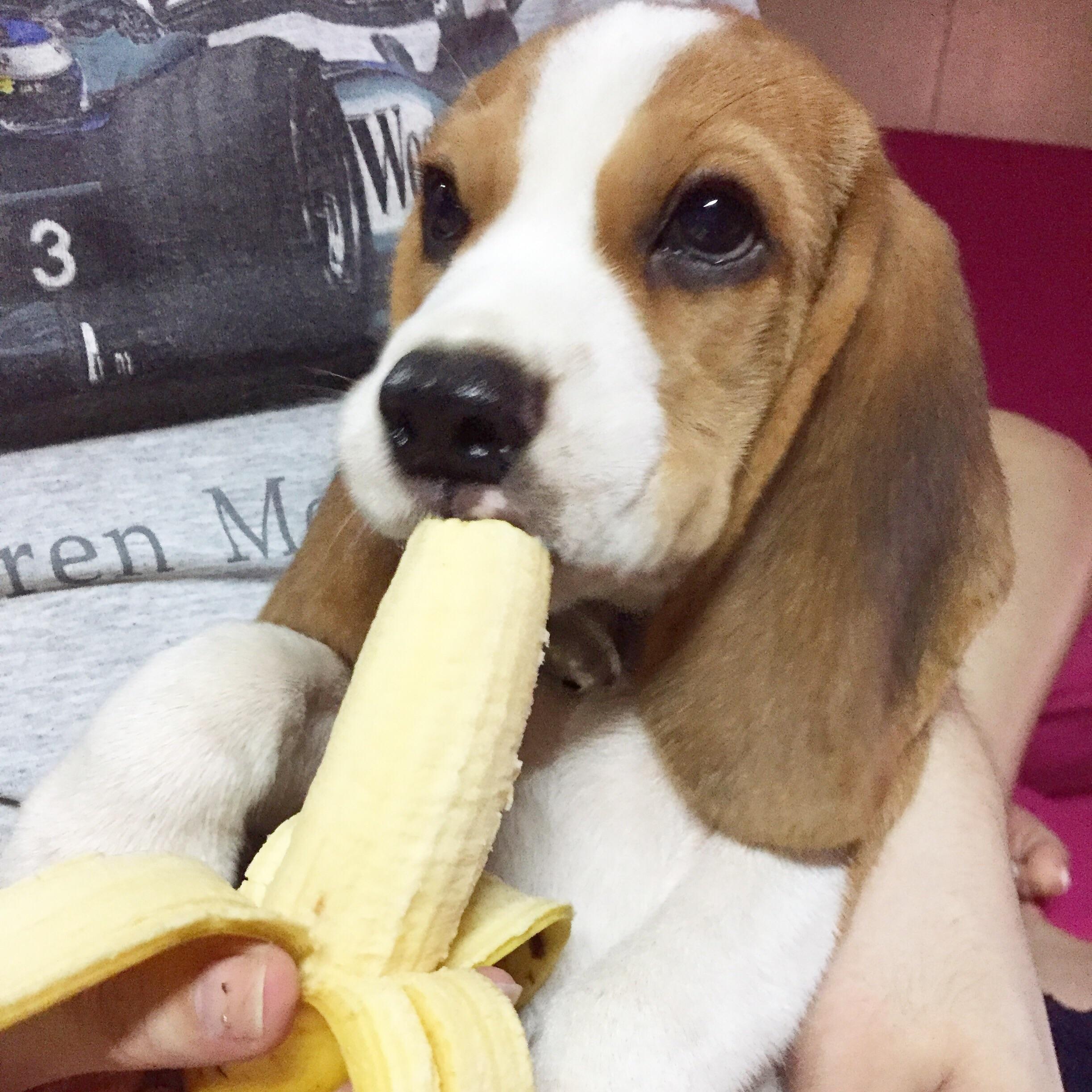 Are Bananas Good For The Beagle