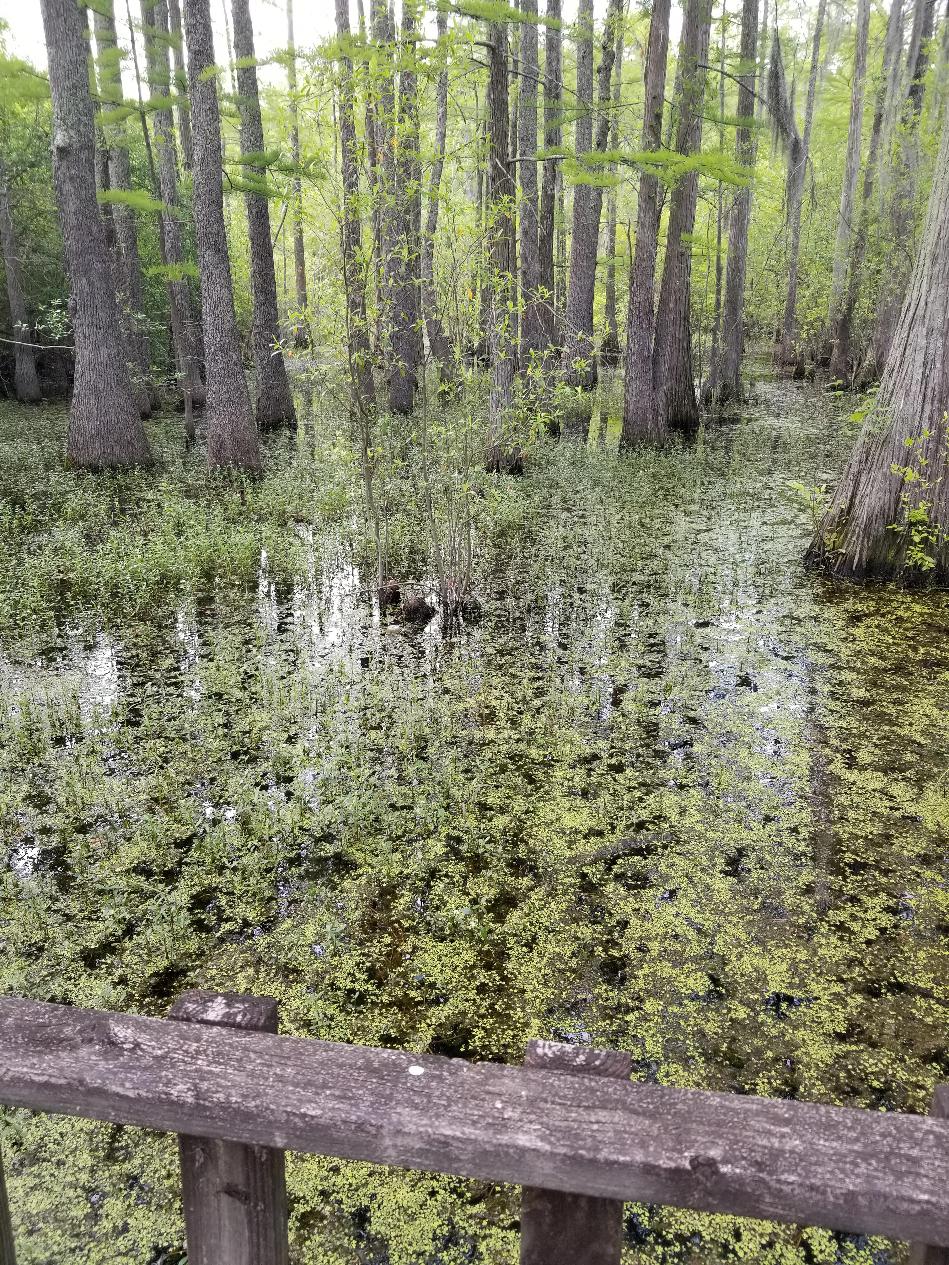 Exploring the beautiful swamplands of lumberton. This city gets a bad