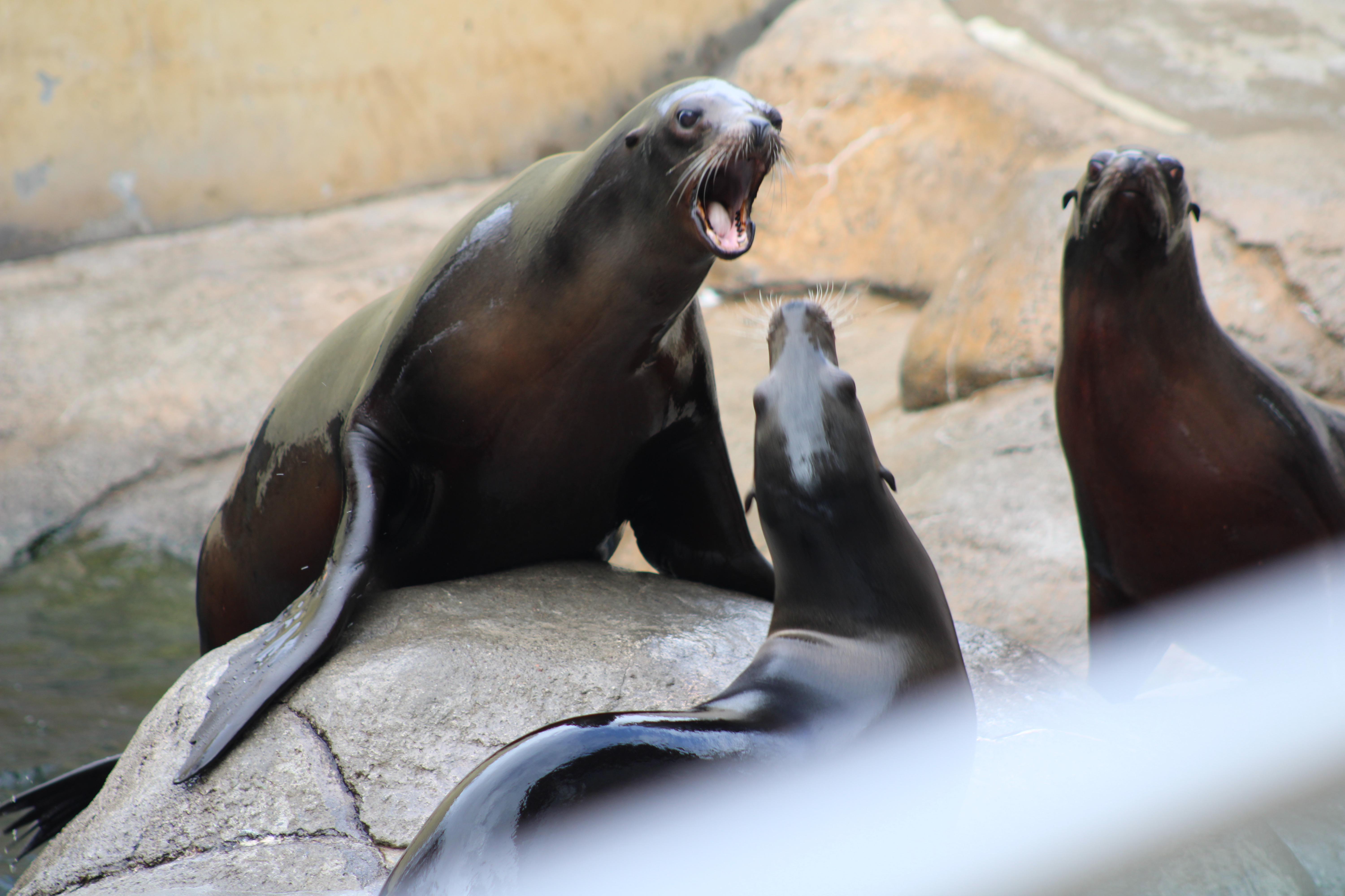 PsBattle A seal yelling at other seals