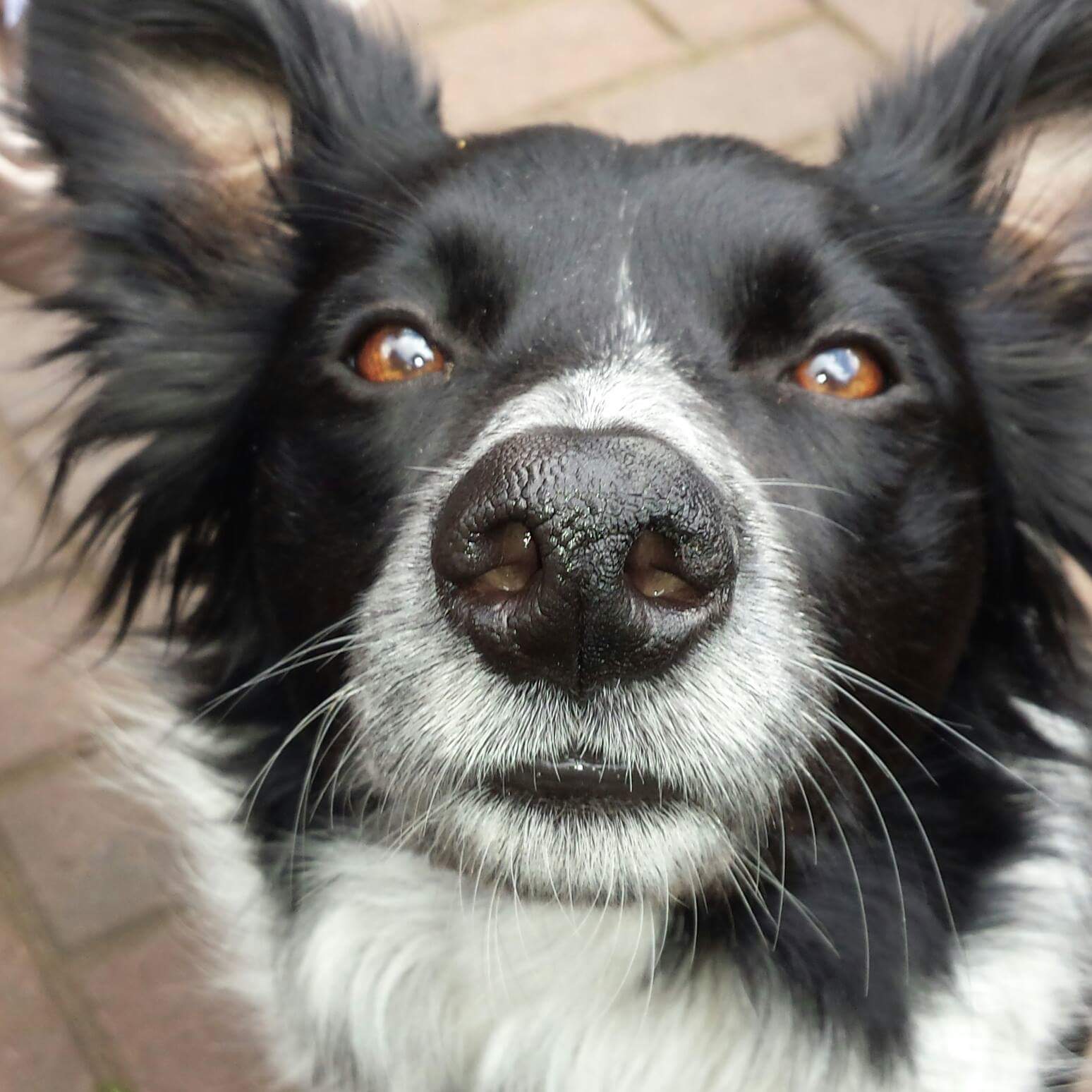 Why Is My Dog Going Grey