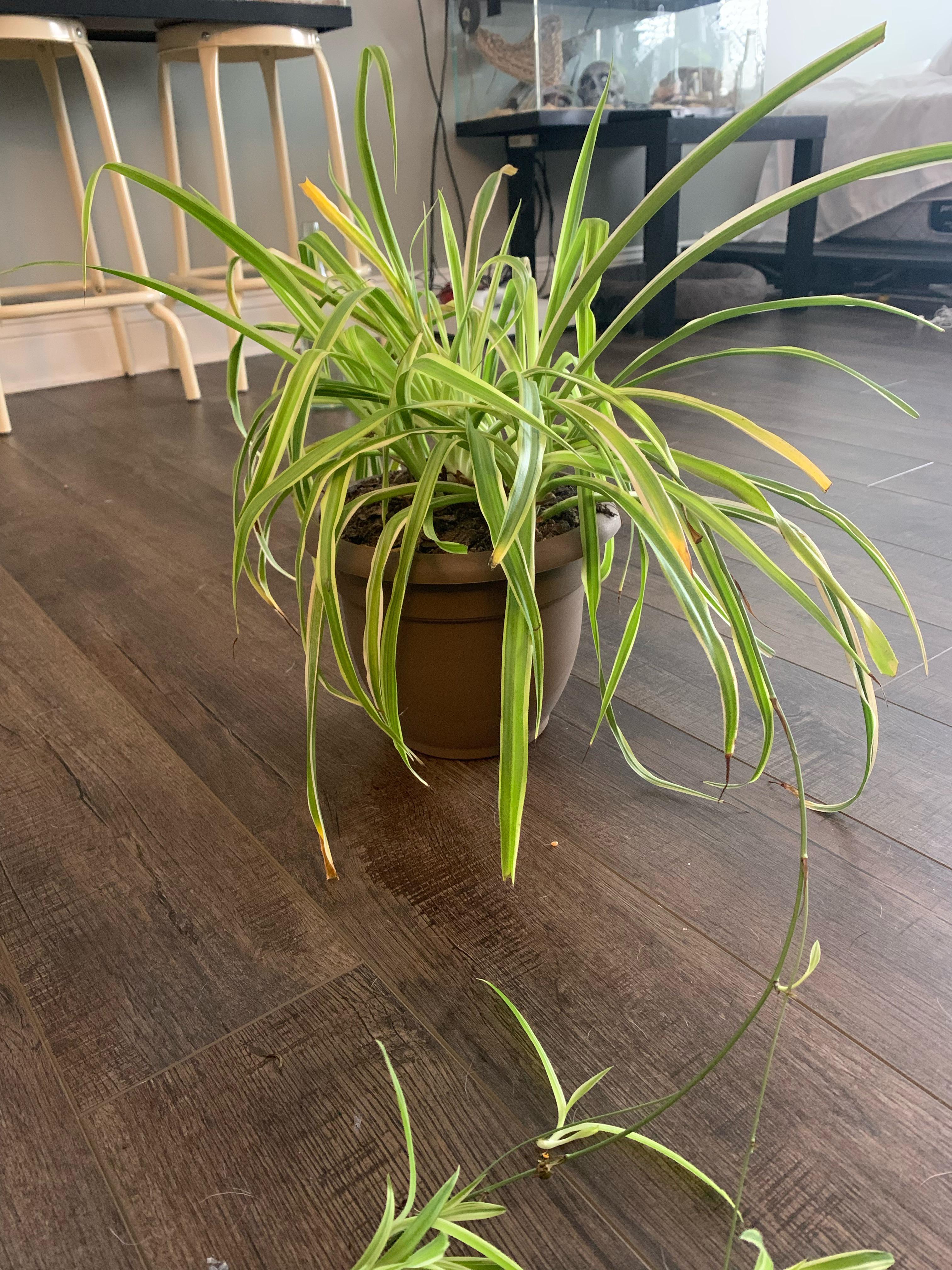 Spider plant turning brown/yellow and losing leaves. r/plantclinic