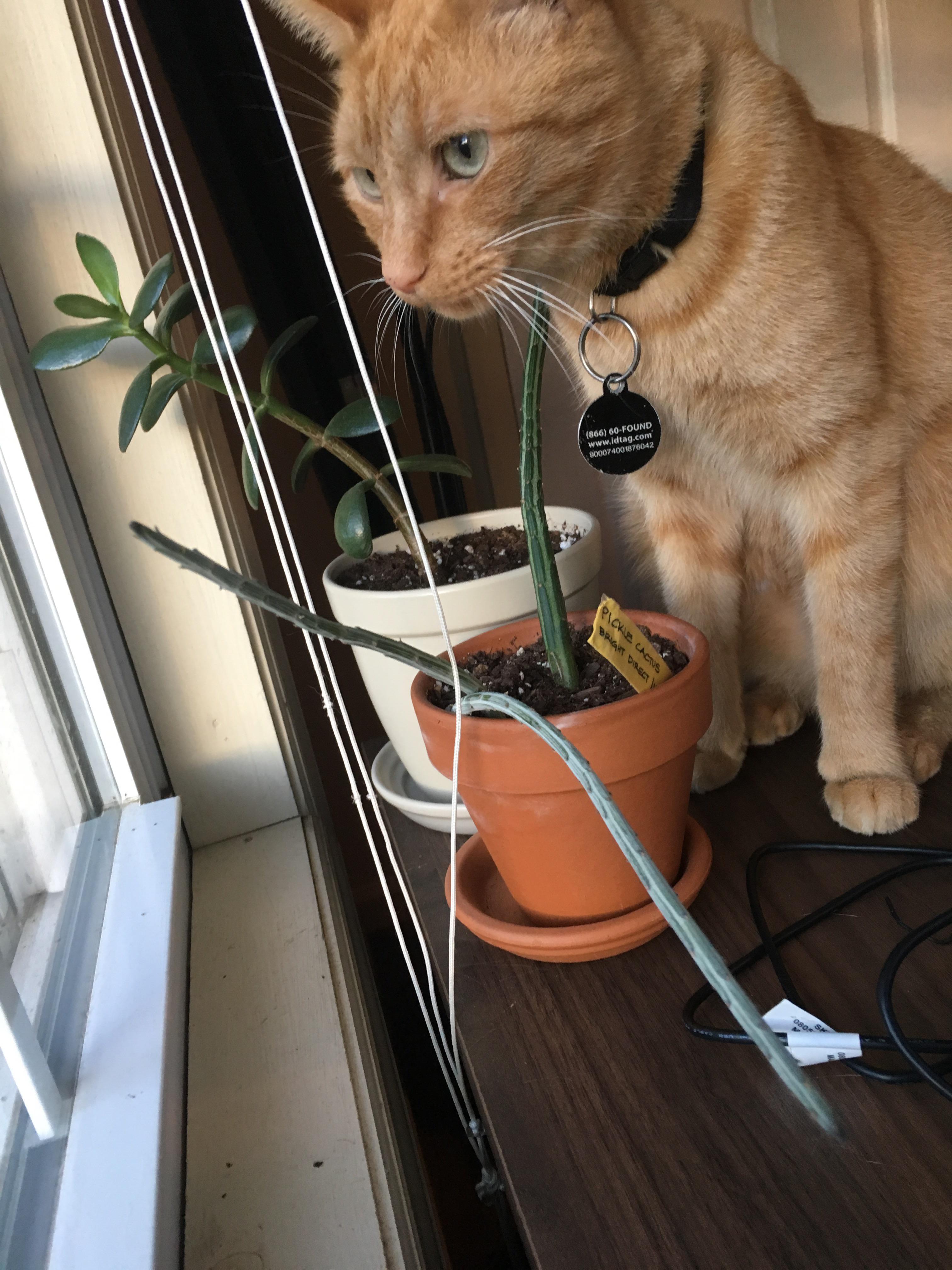 Why is my pickle plant falling over? (See comment) r/plantclinic