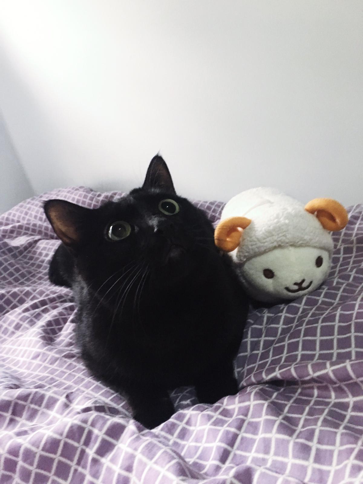 More of my cat Matcha! r/aww