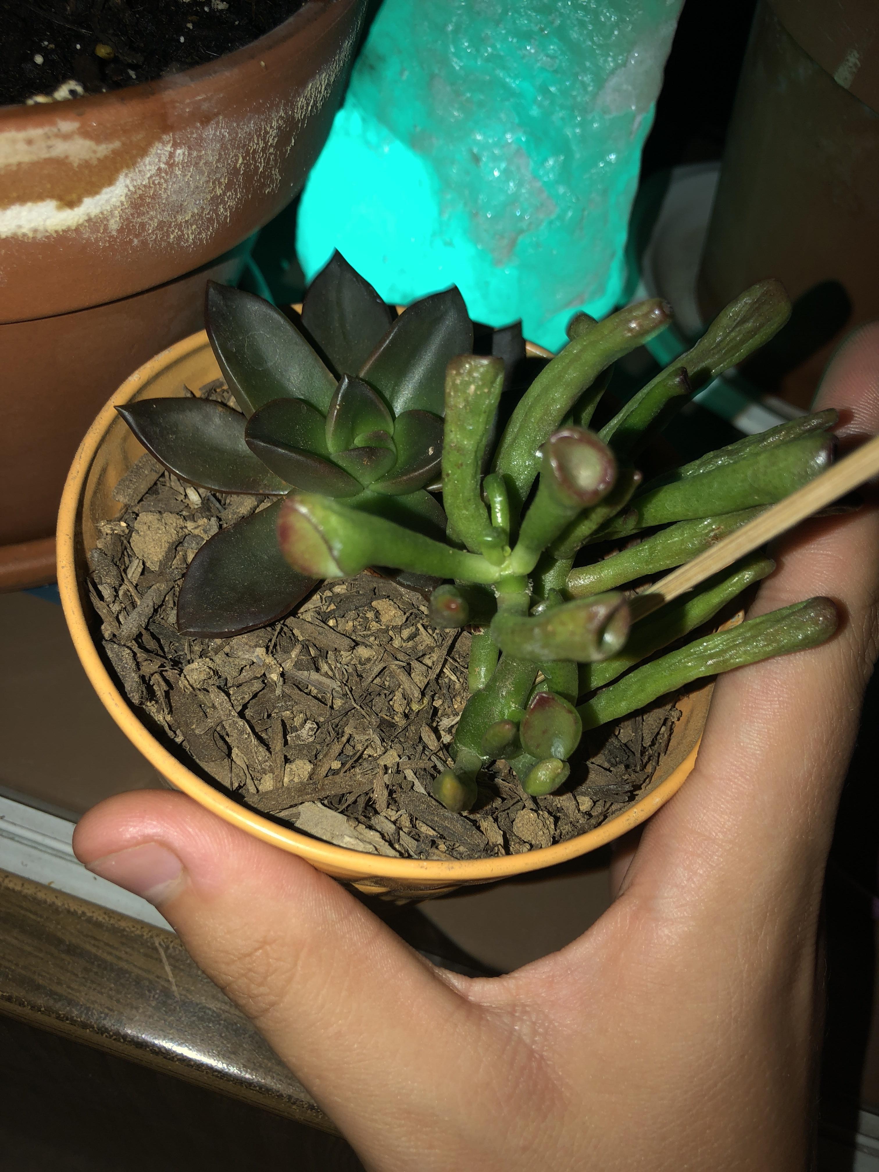 Echeveria ‘licorice’ and ‘gollum’ jade 💚💜 repotted these babies due to root rot. (side note i