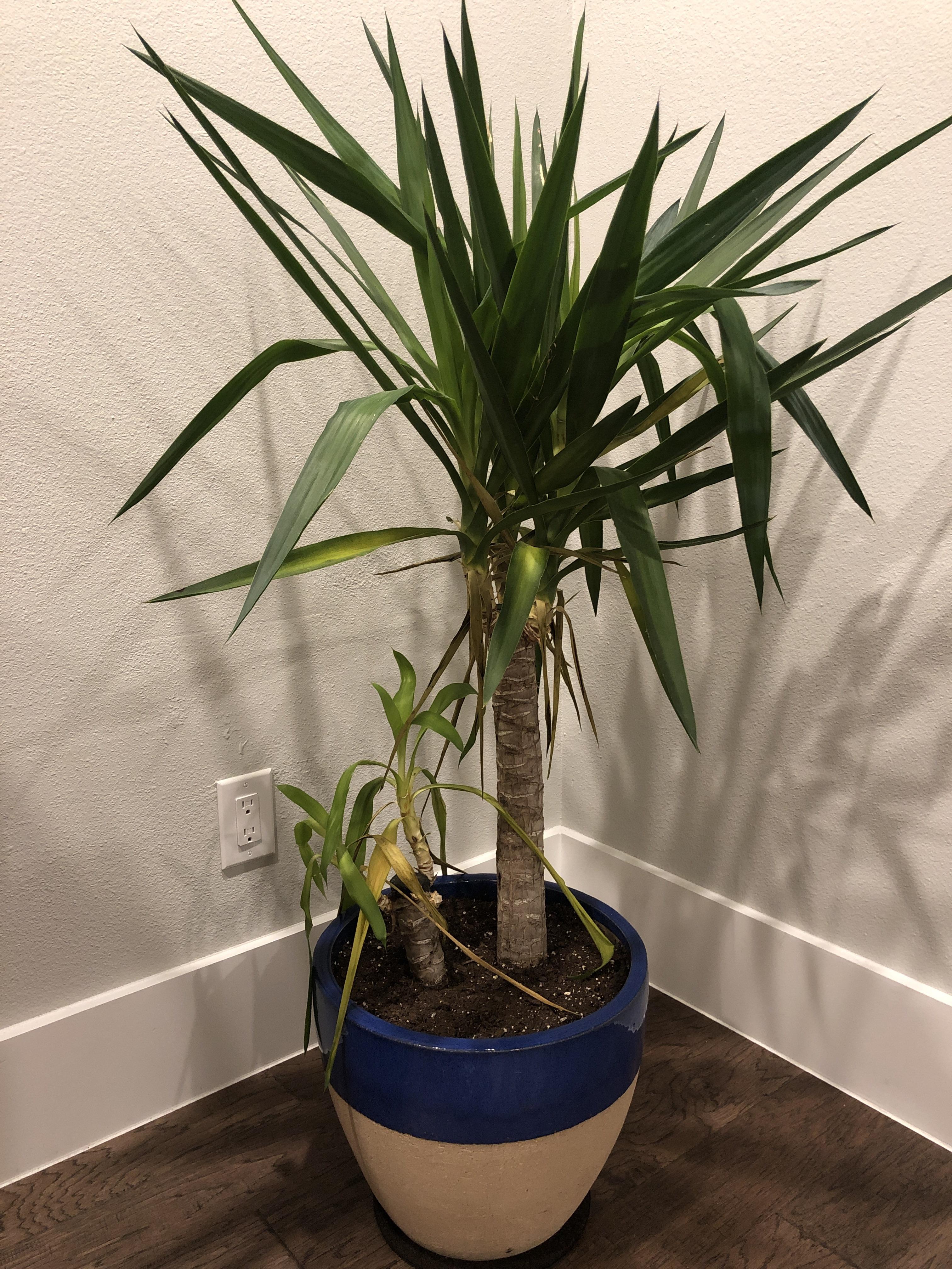 Yucca Plant Help! Too much or too little water? gardening