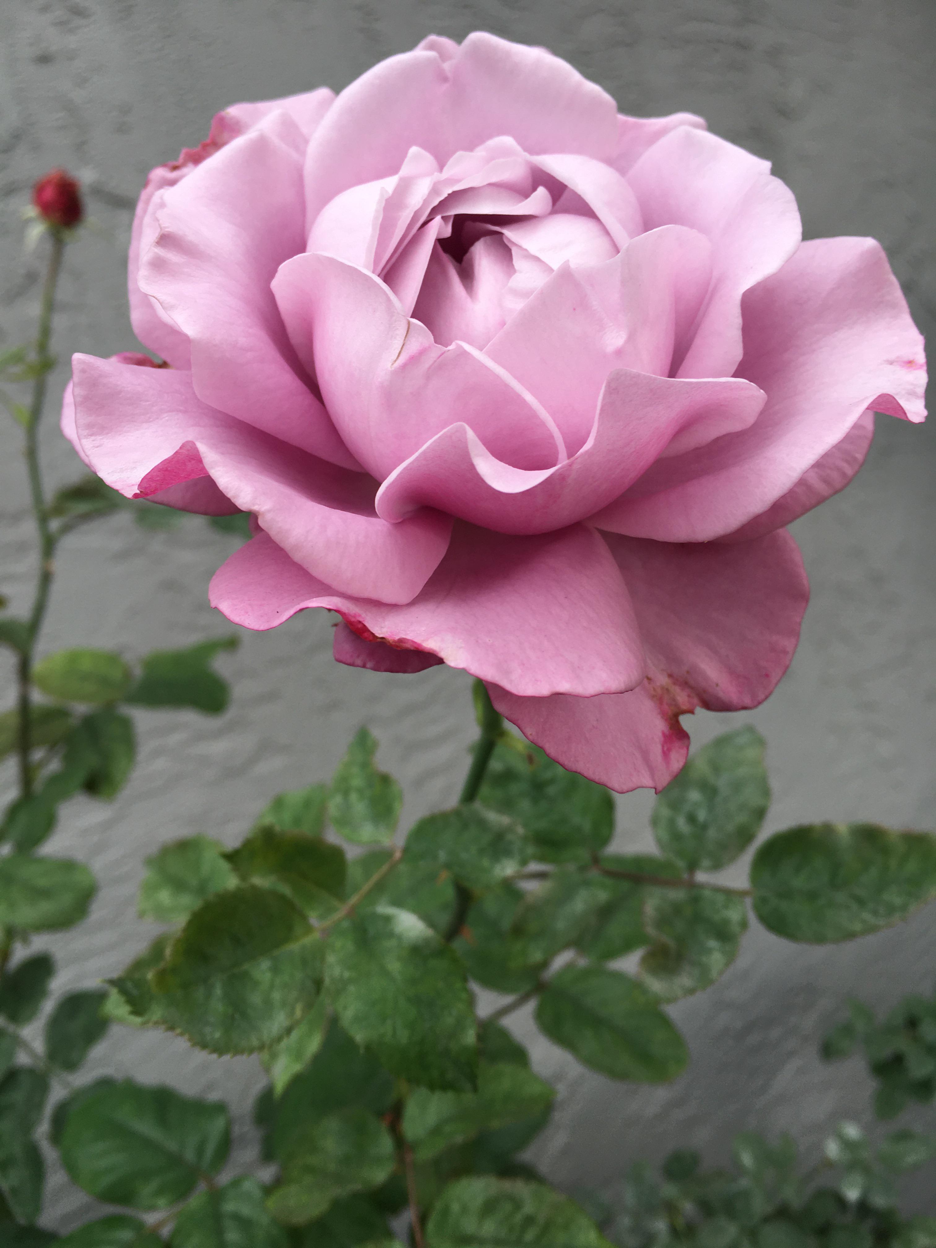 Neptune Hybrid Tea Rose