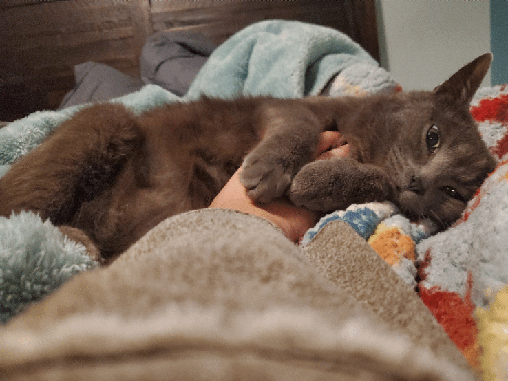 Attack eyes but decided on biscuits and purrs instead r/attackeyes