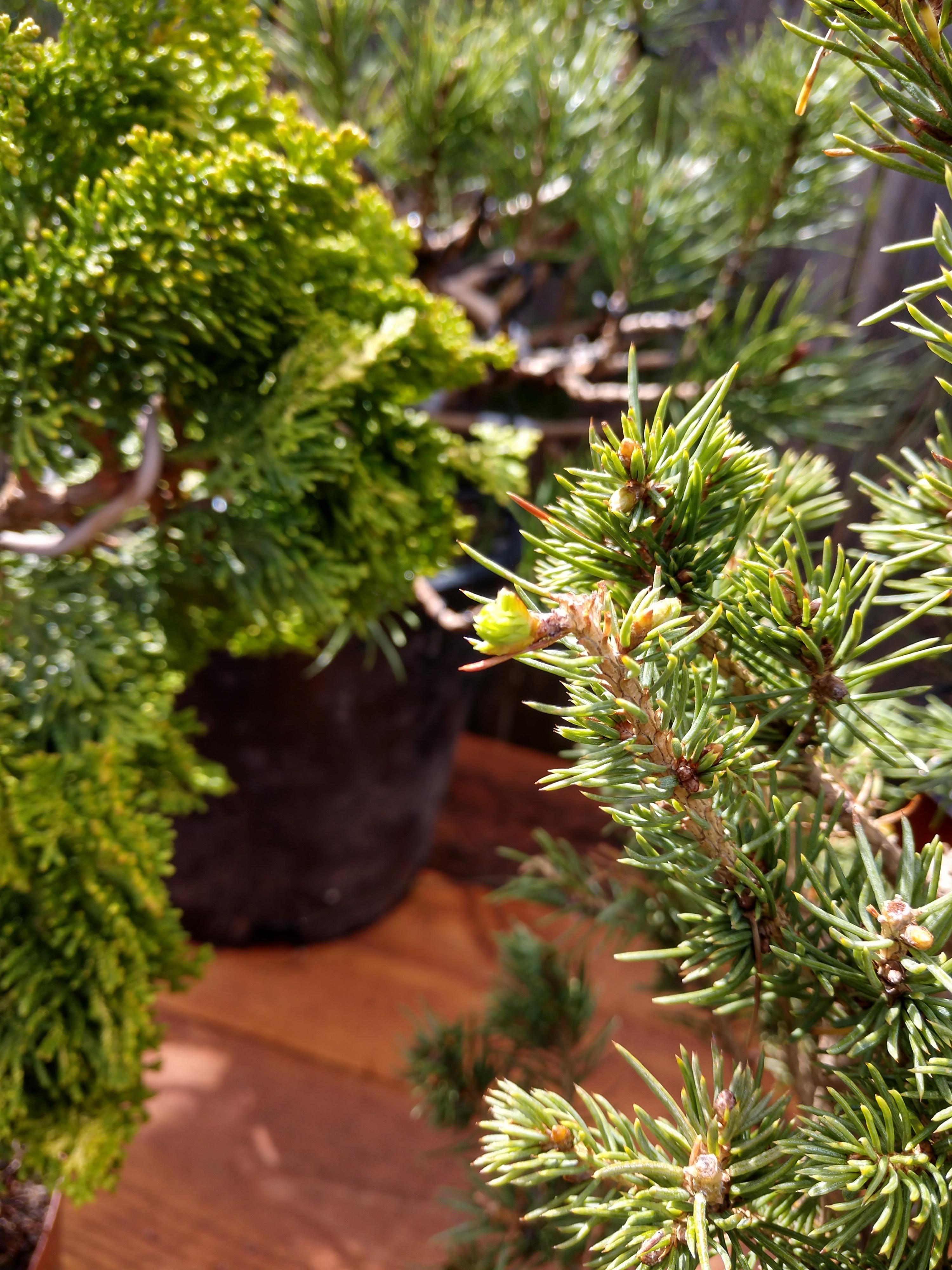 This spruce i pruned wired and potted at the same time as practice not