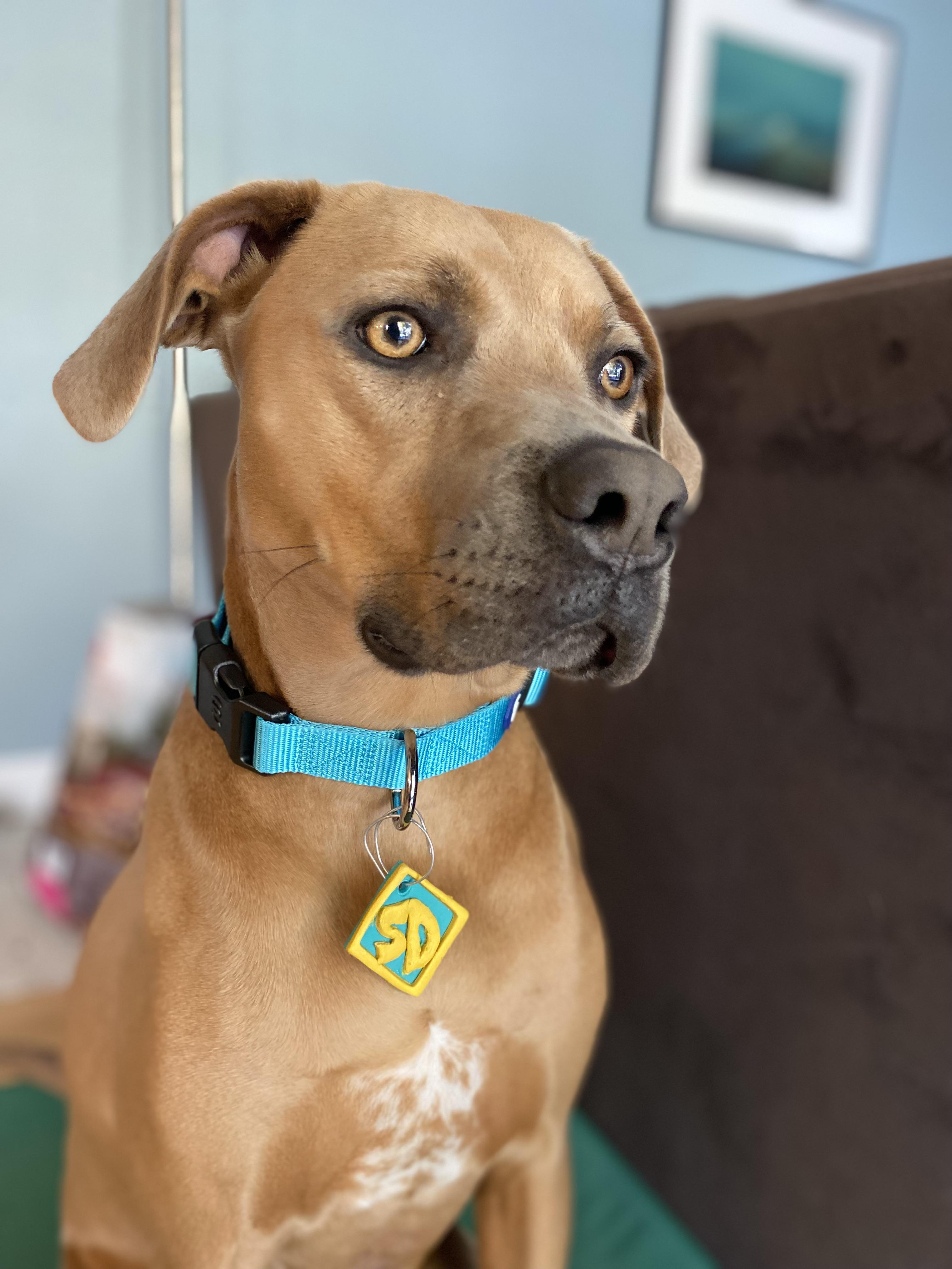 I dressed my dog up as scooby doo this year! r/Eyebleach