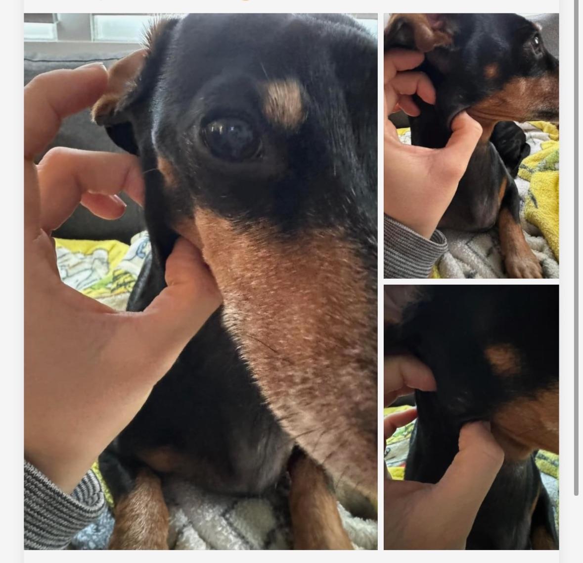 Lump on dog’s neck r/vet