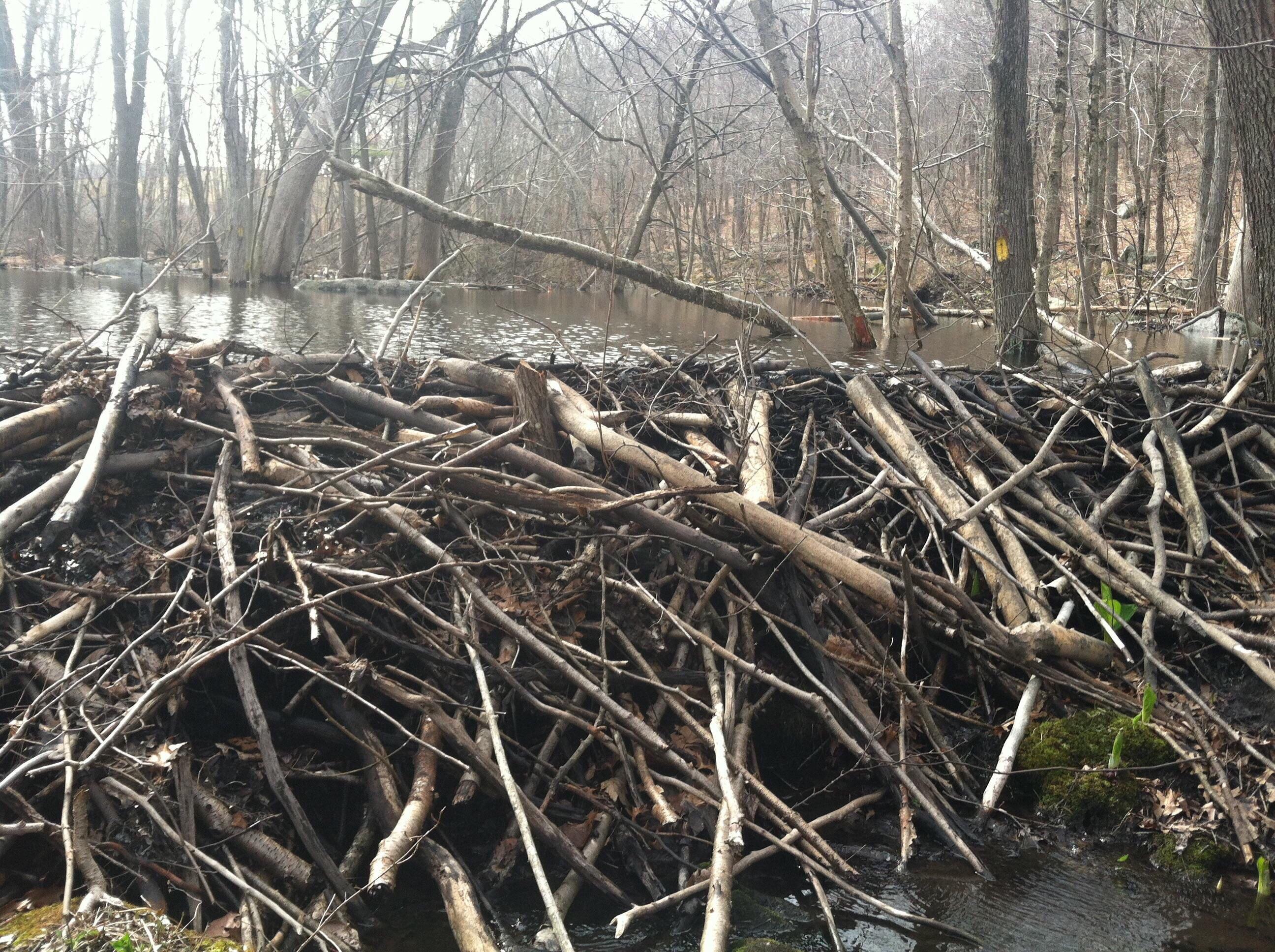 The view from below a beaver dam last spring. Appalachian trail