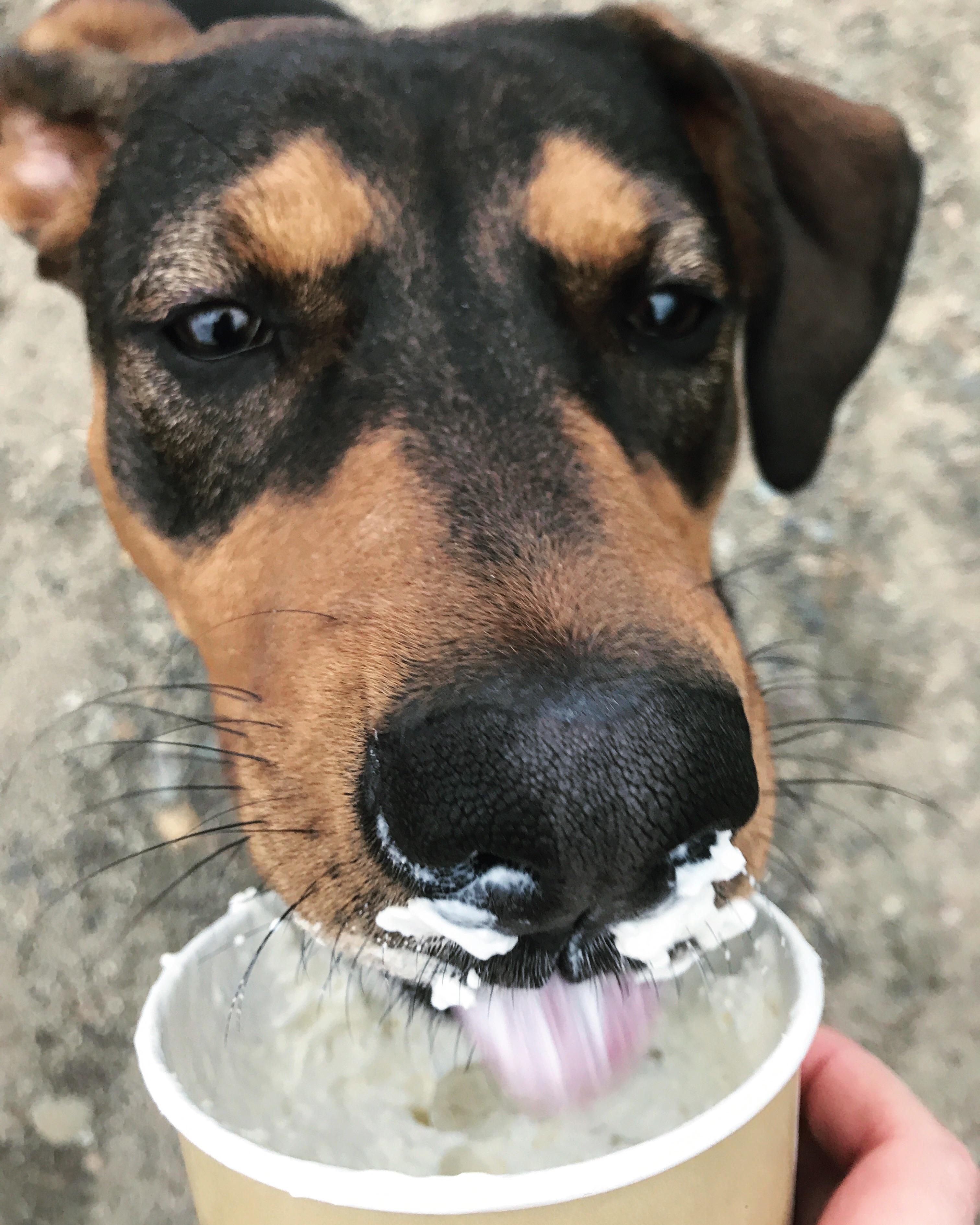 My 6 month old puppy loves whipped cream 🤗 aww