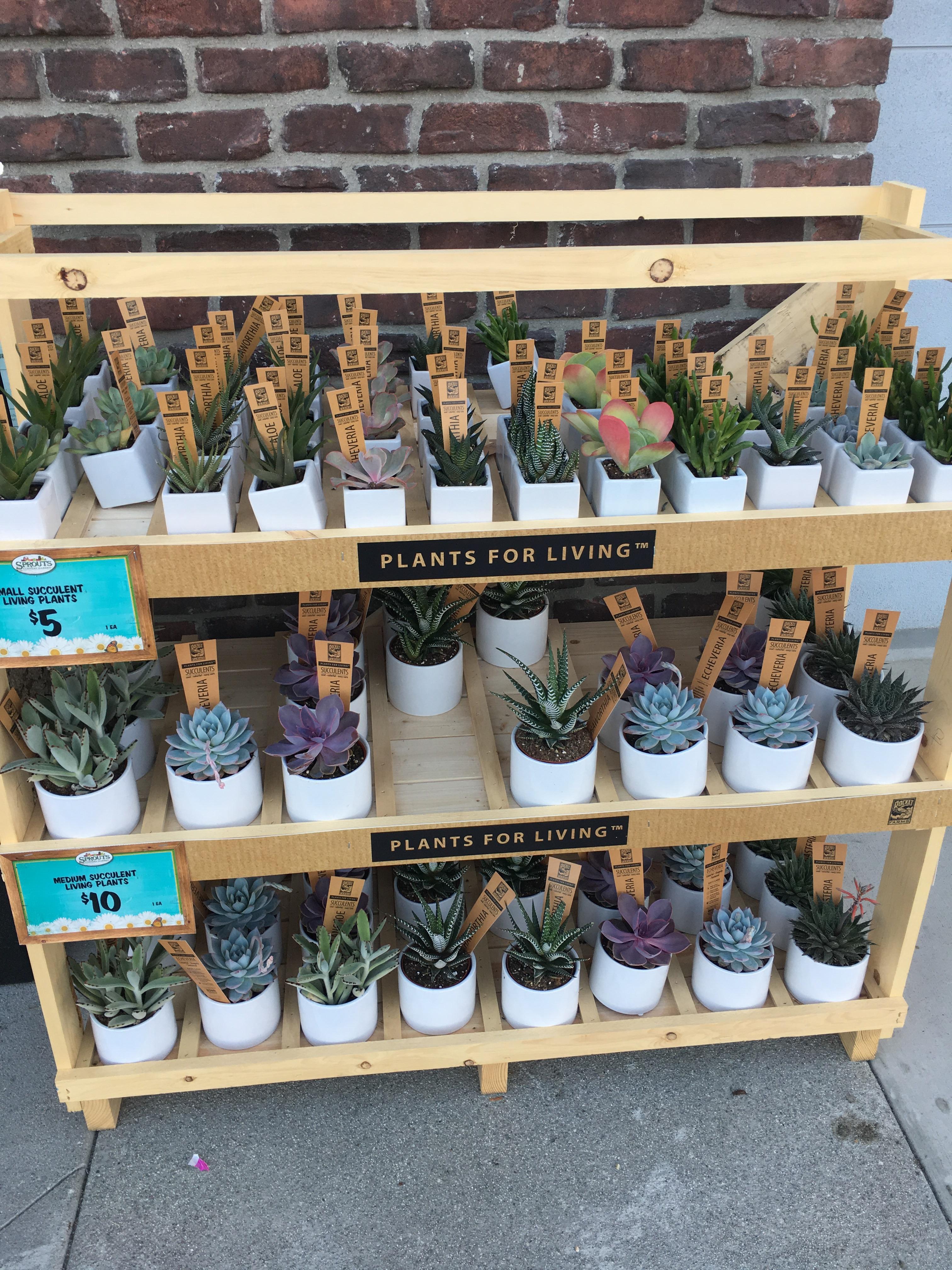 New Grocery Store in Town Just Put Out Their First Live Plants, A Good