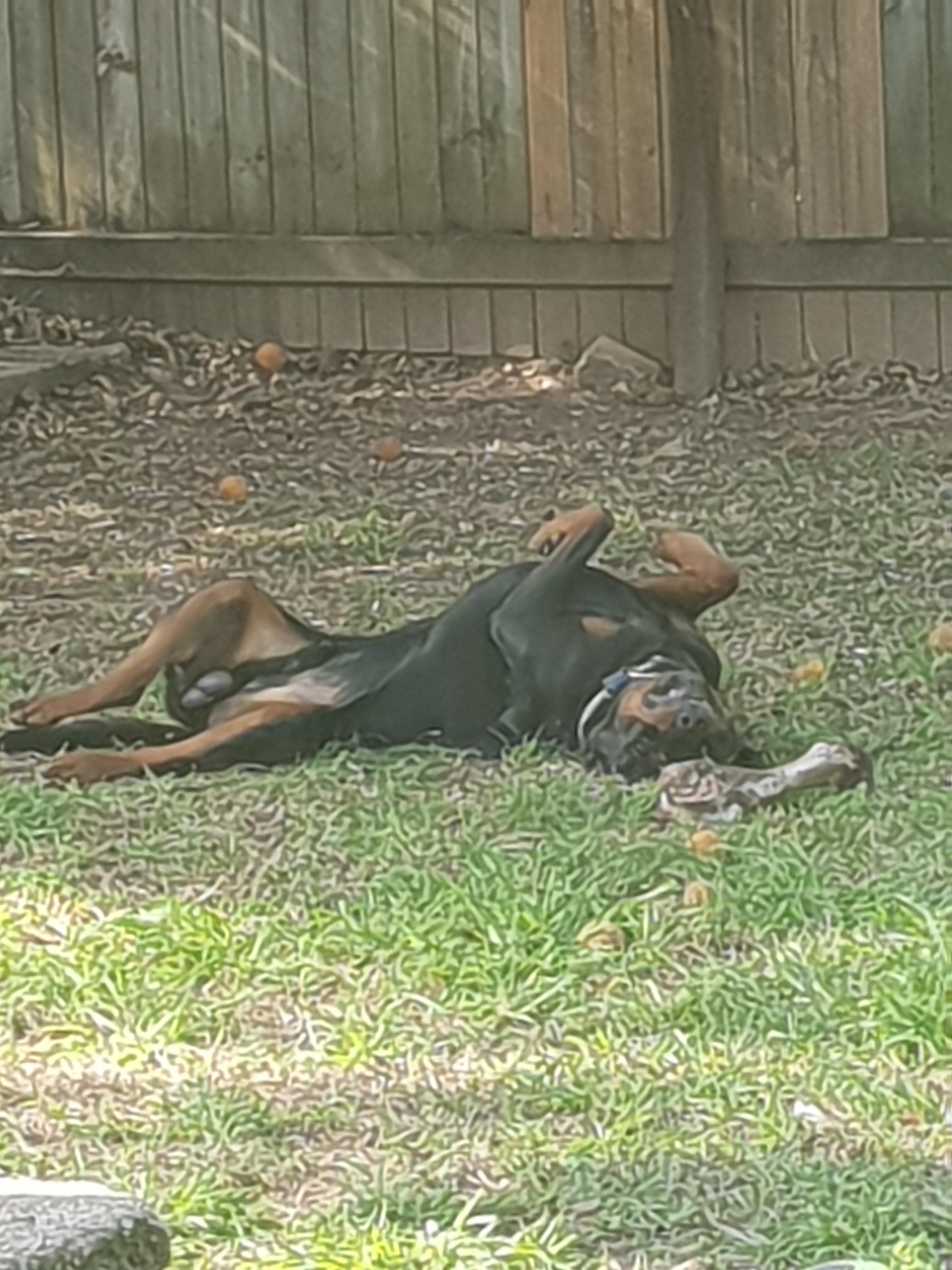 New to Reddit. My boy taking a break from bone chewing r/Rottweiler