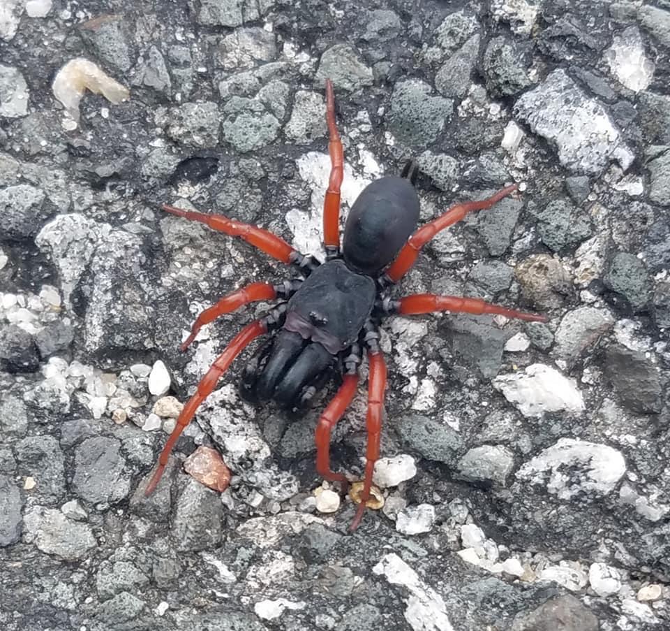 ID request western North Carolina r/spiders