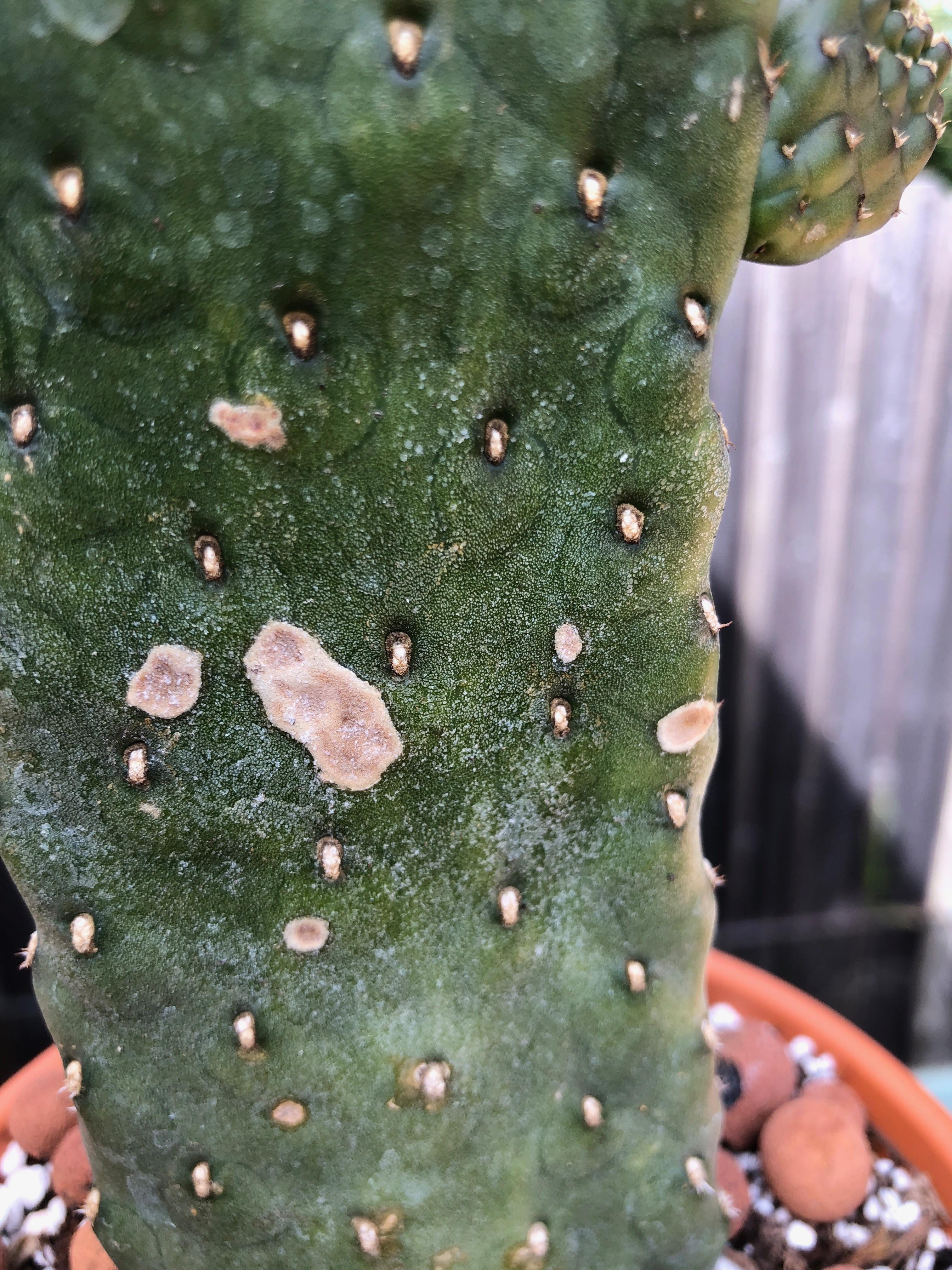 Roadkill cactus spots?? I bought this guy two month ago and a week ago