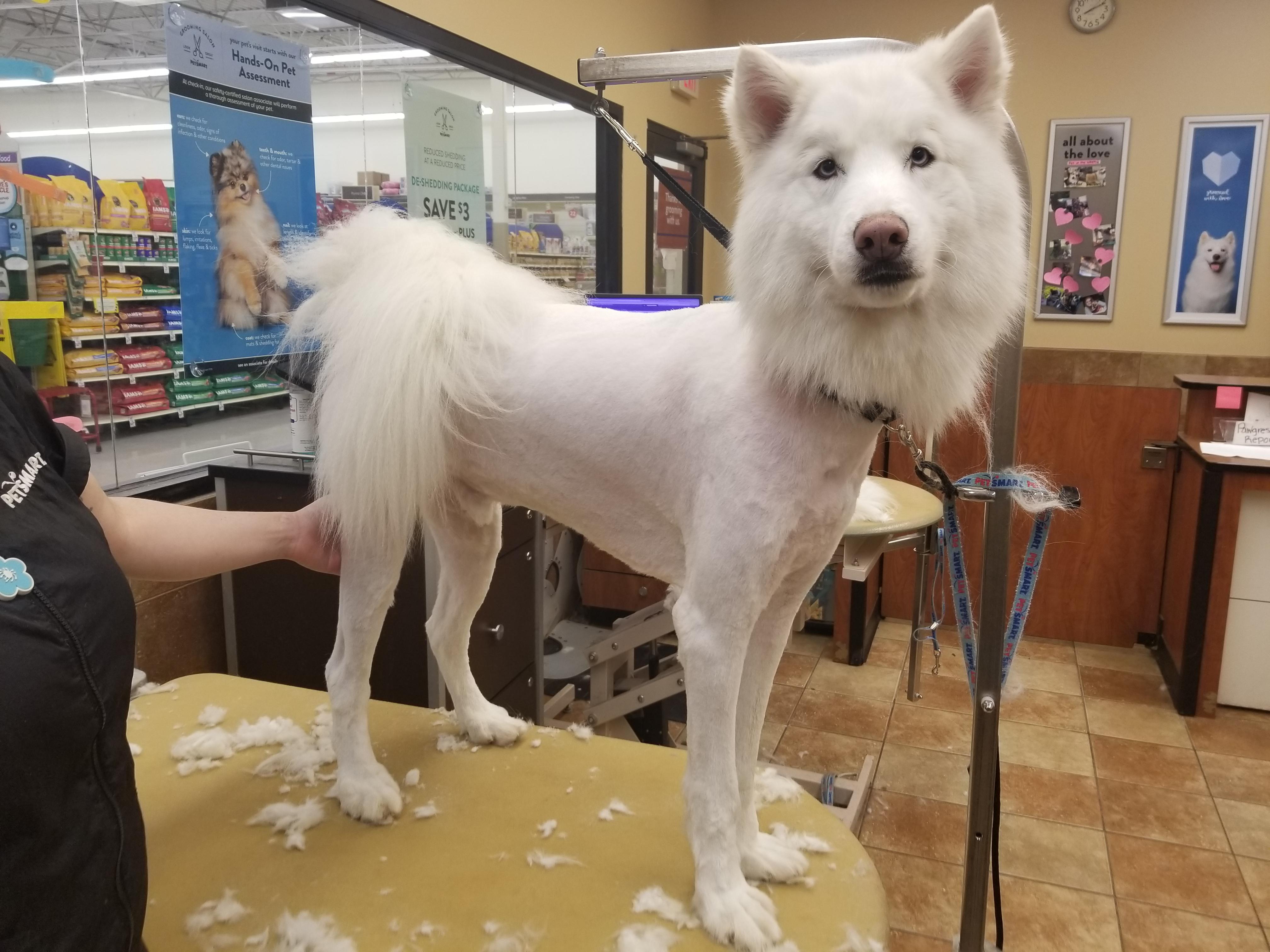 My co worker had the honor of shaving a samoyed. r/doggrooming