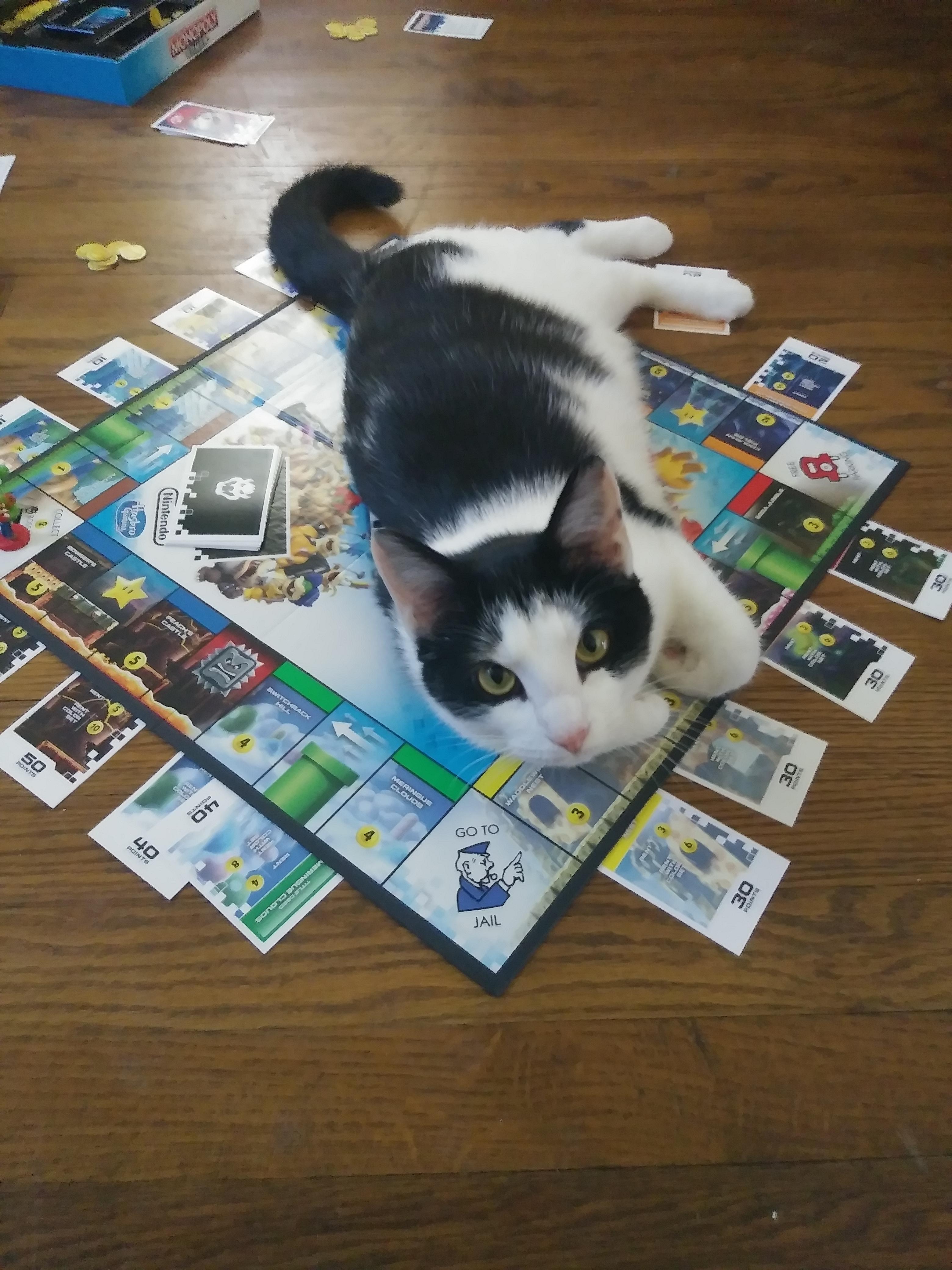 Cats Playing Board Games