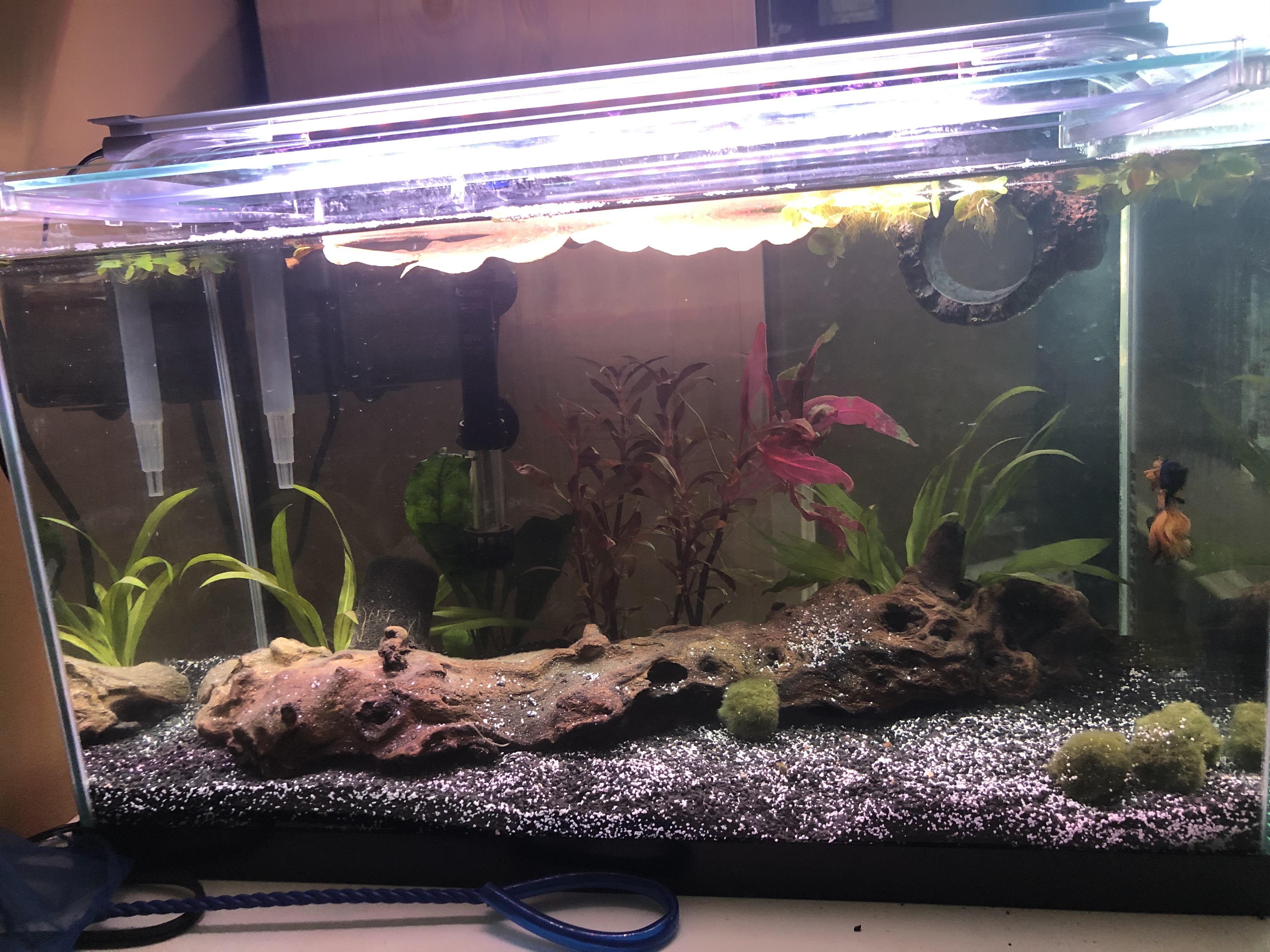 my first planted tank! how’s it looking? constructive criticism