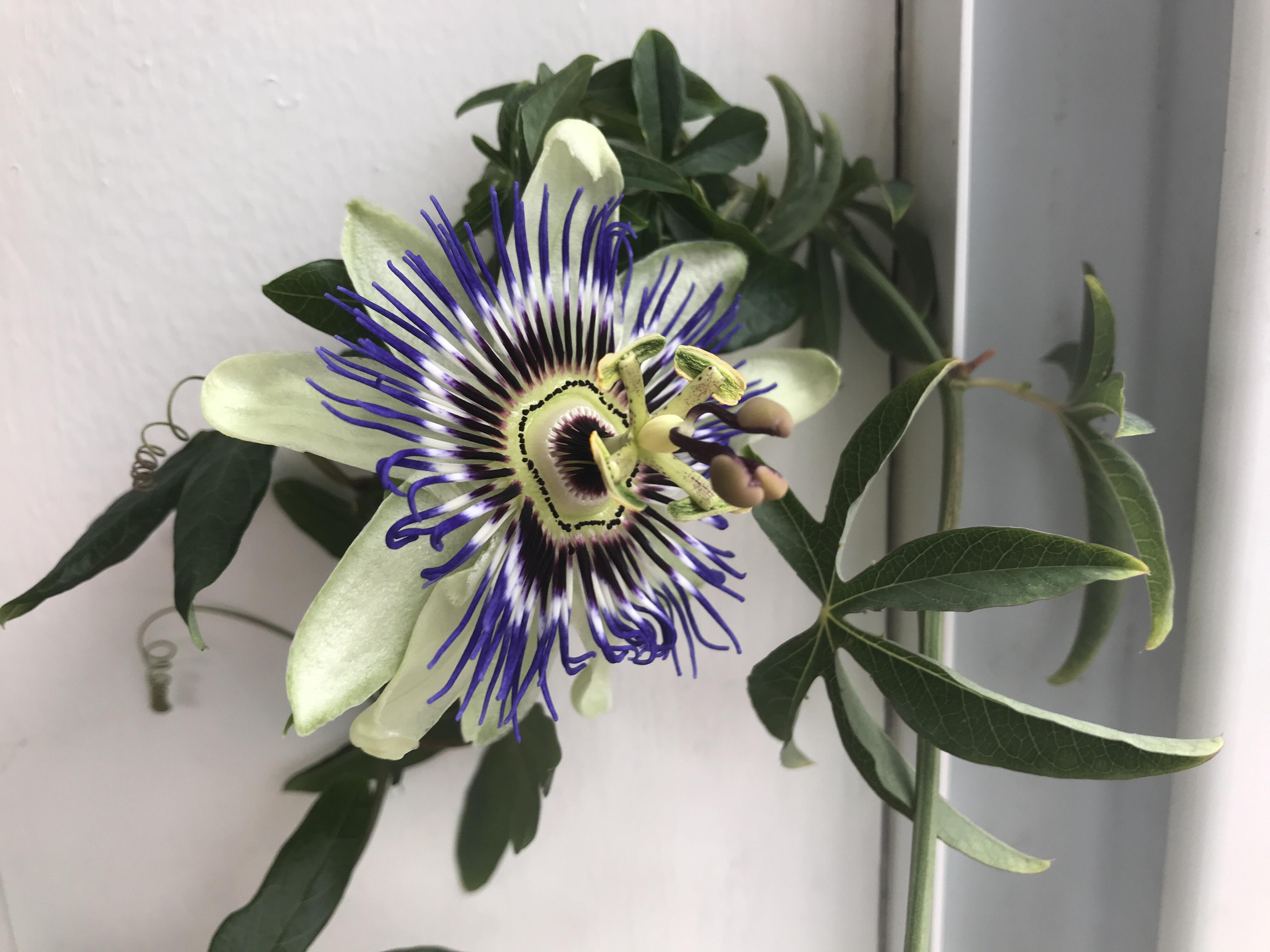 [ttm] first Passion flower bloom after overwintering r/flowers