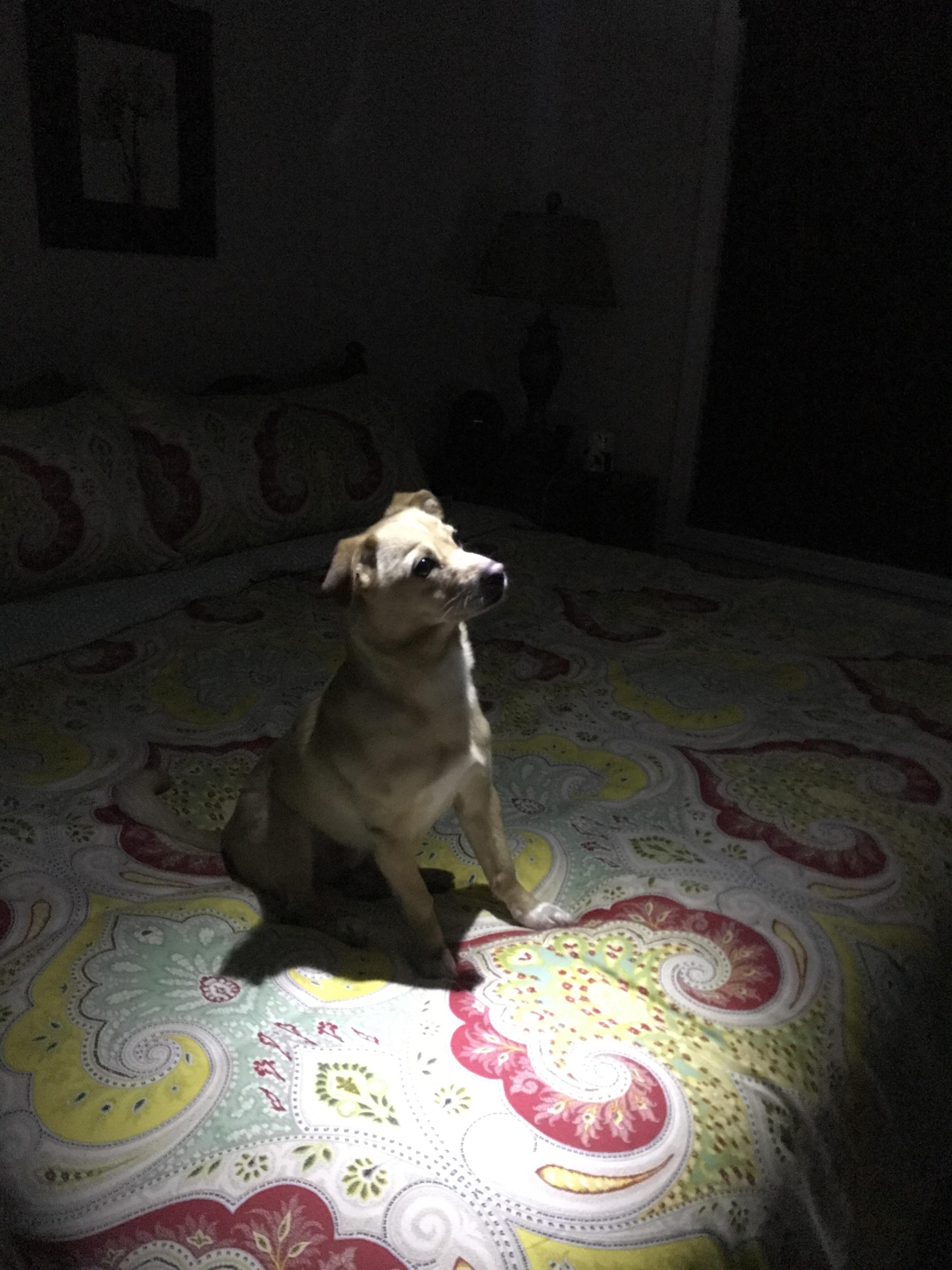 That time my dog gave a monologue during a power outage r/dogpictures