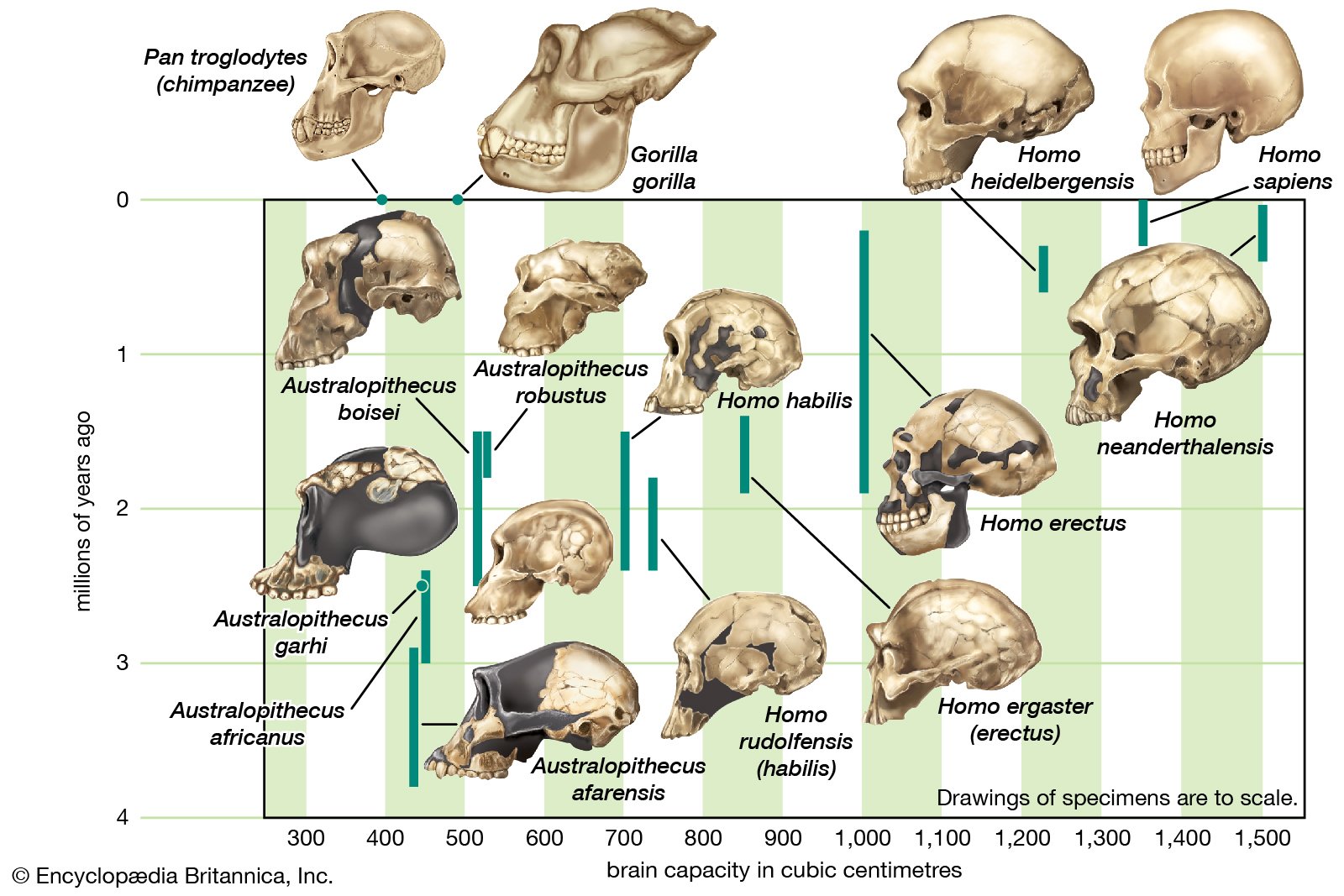 Skull size of various primates r/coolguides