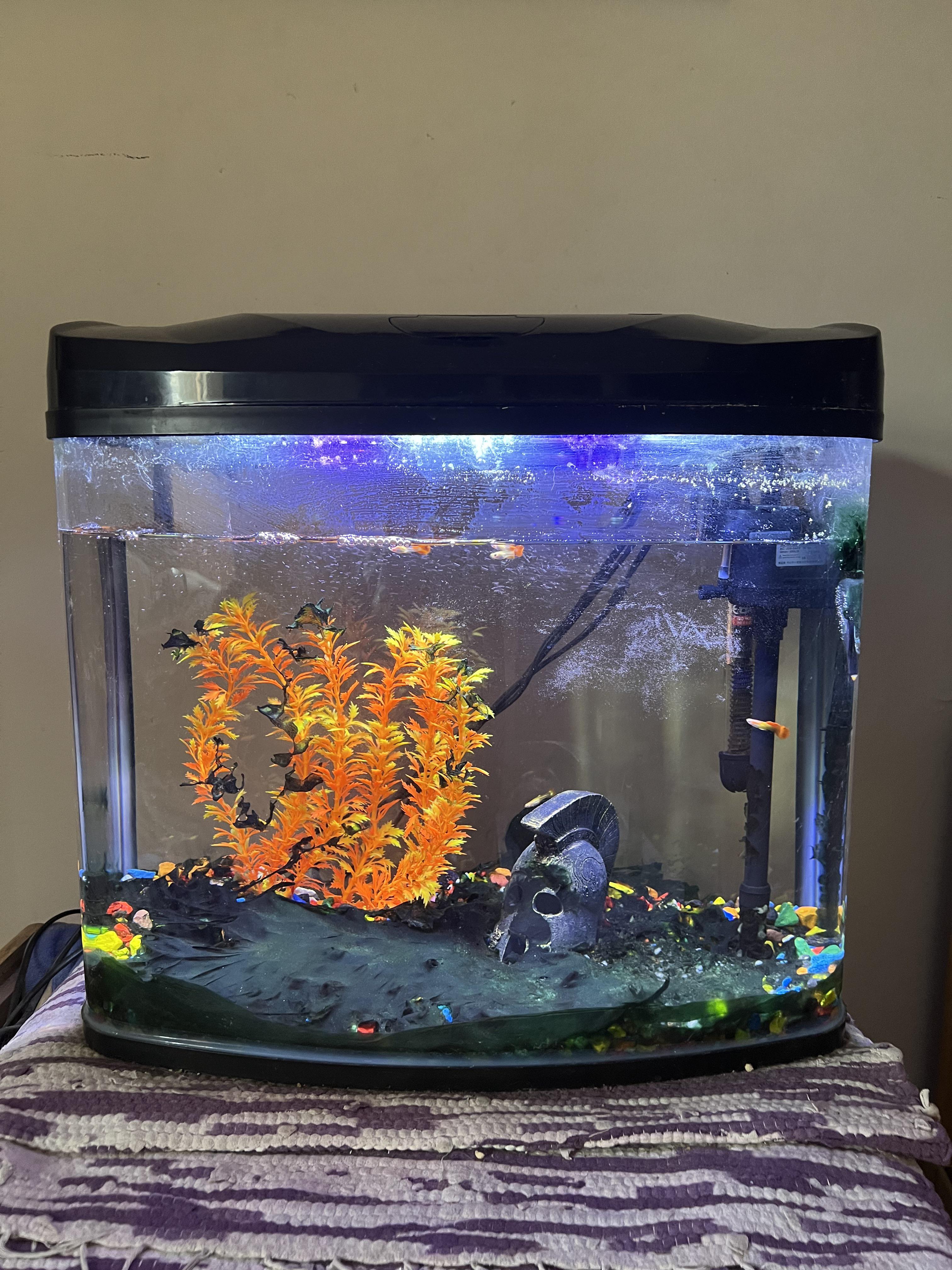 What do u think of this tank? It’s 10 gallons with 8 guppies… what’re