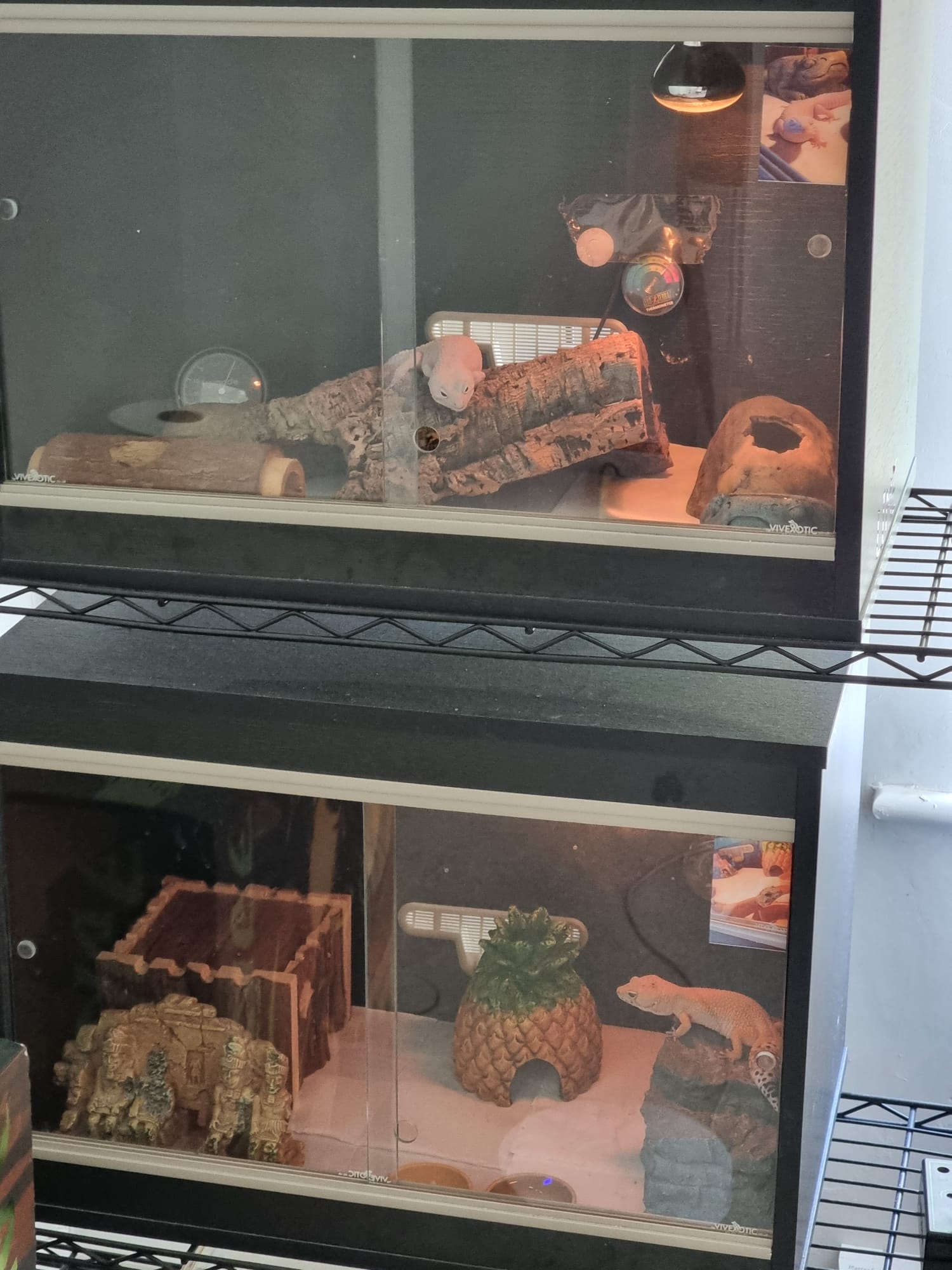 Both my geckos do the exact same thing after a cleanout and a rearrange