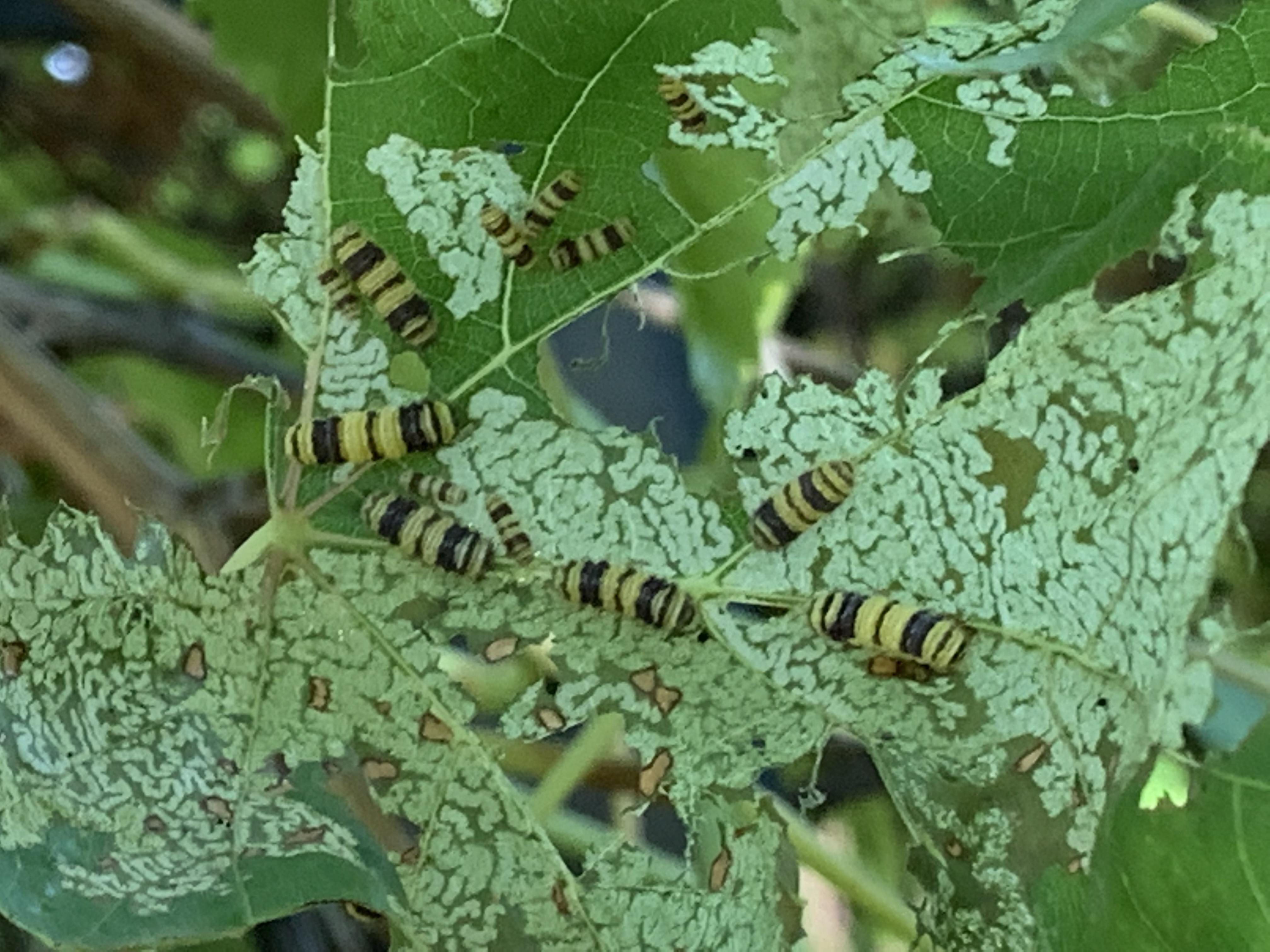 These bugs are eating my grape leaves. What are they? Thanks r