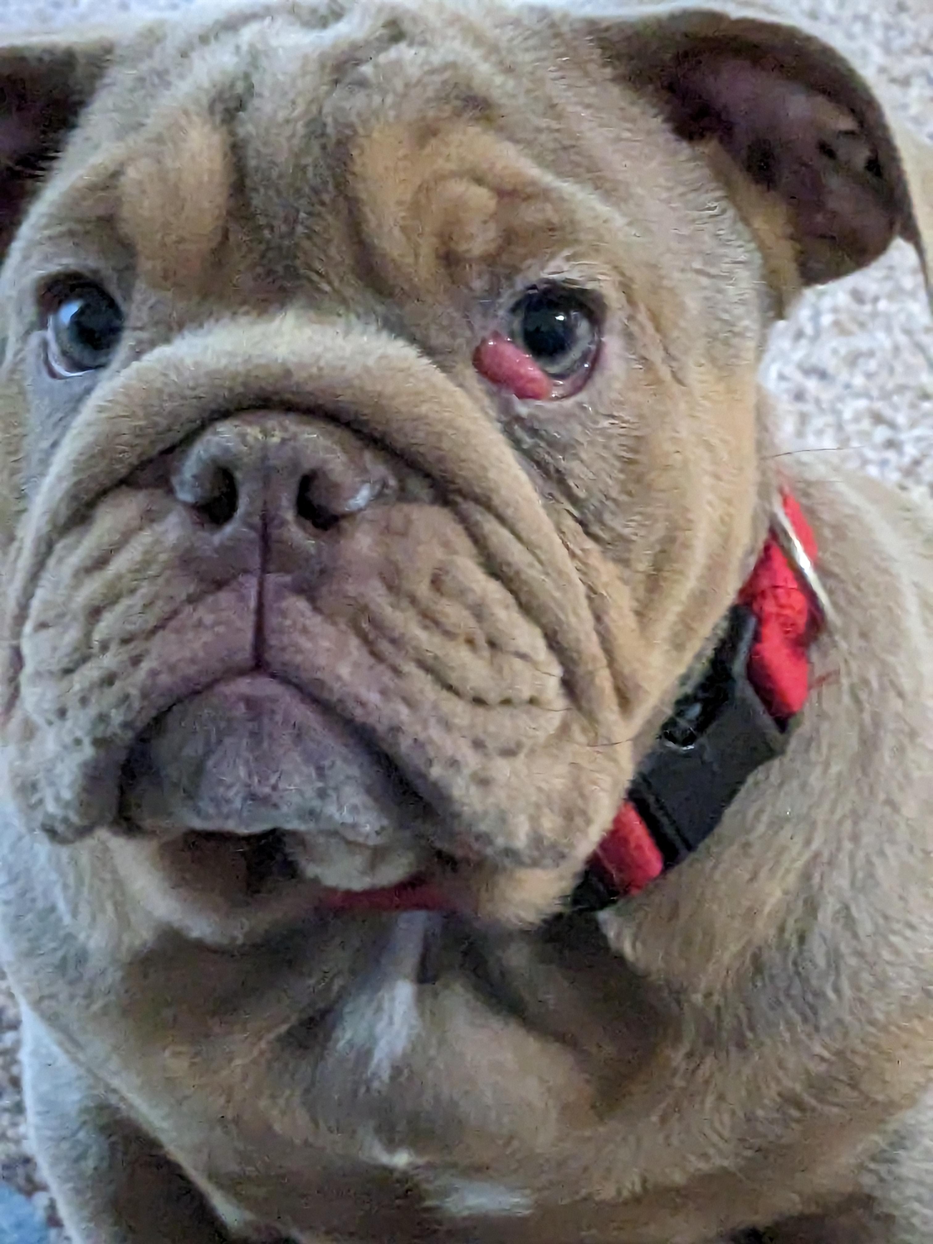 Grey English Bulldog With Blue Eyes