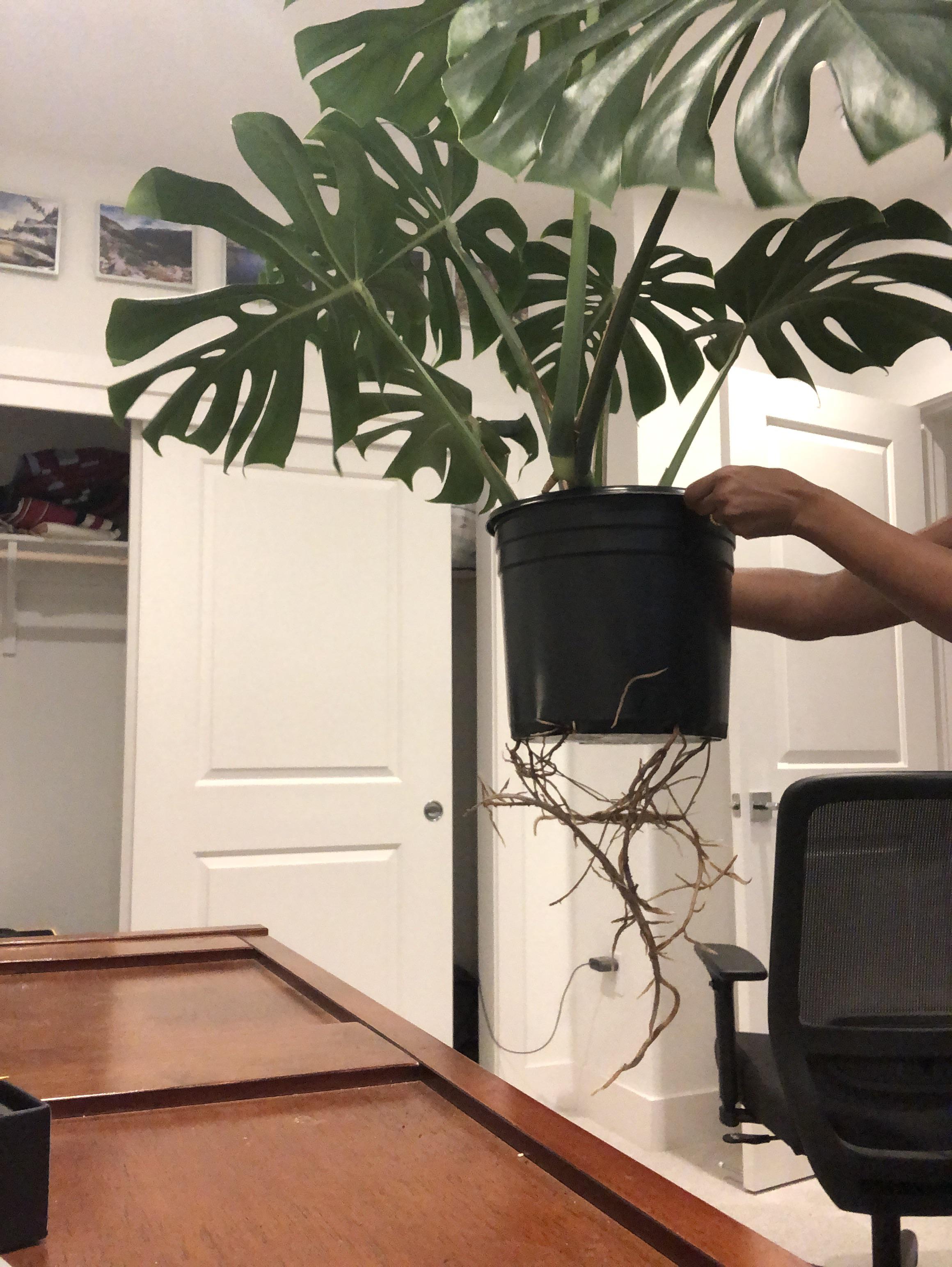 Roots growing out of a large pot! Help ( r/plantclinic
