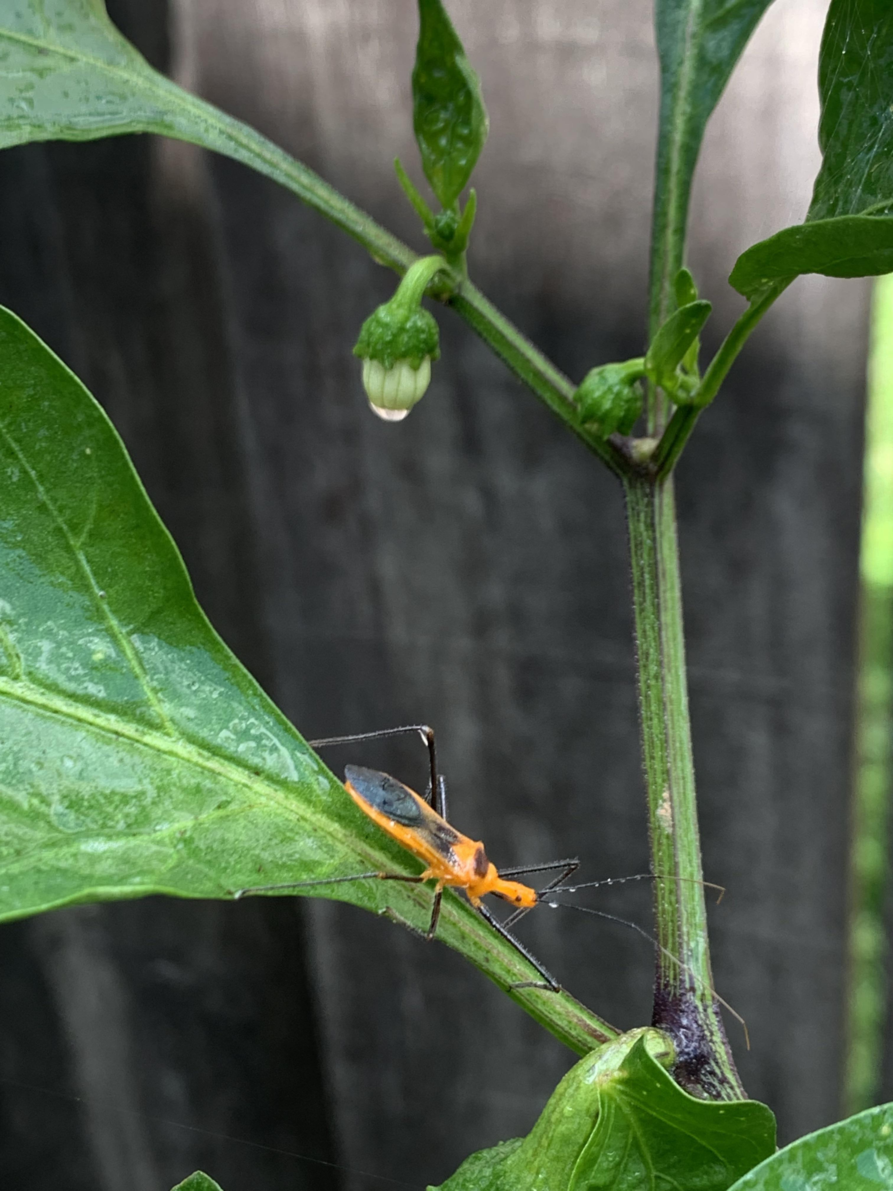 What’s this bug on my jalapeño plant? Located near Houston. r