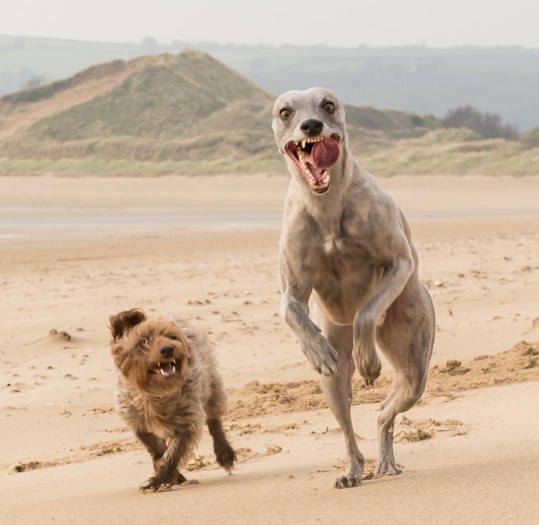 PsBattle These two dogs running on the beach.