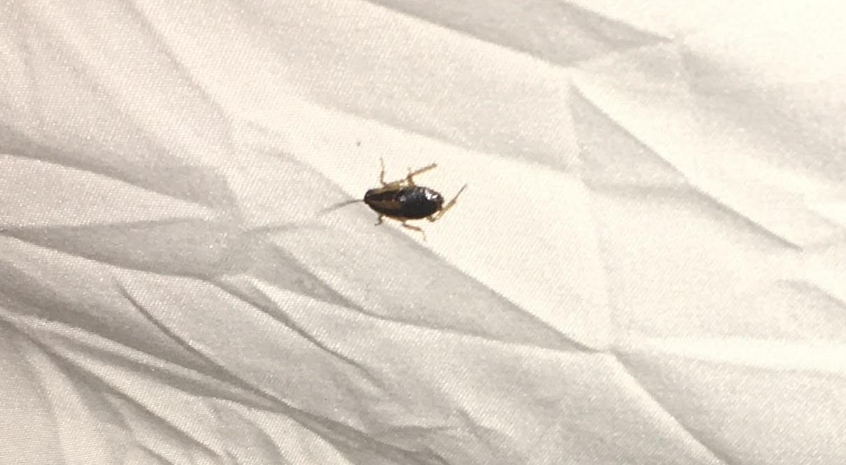 What kind of bug is in my apartment? whatsthisbug