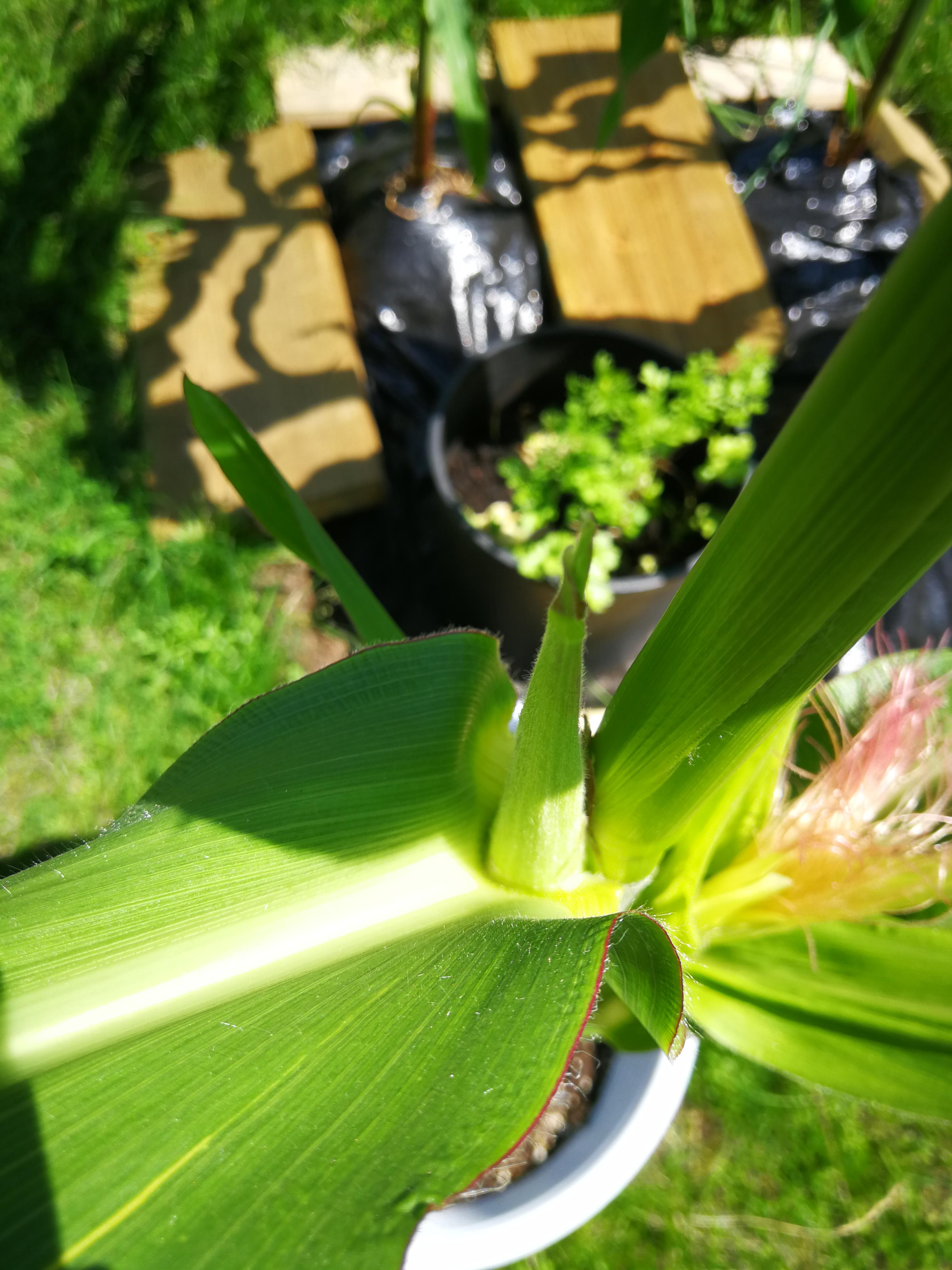 Is this corn growing from my corn plant? If not, what is it? r