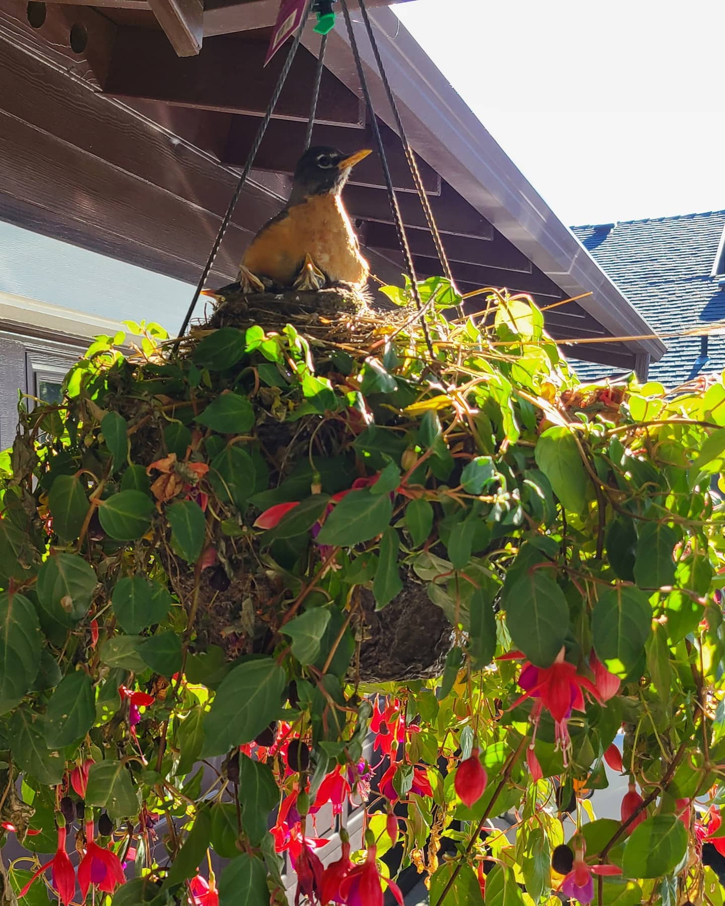 Robin With Her Fledglings In Hanging Basket on our Front Porch in Bend