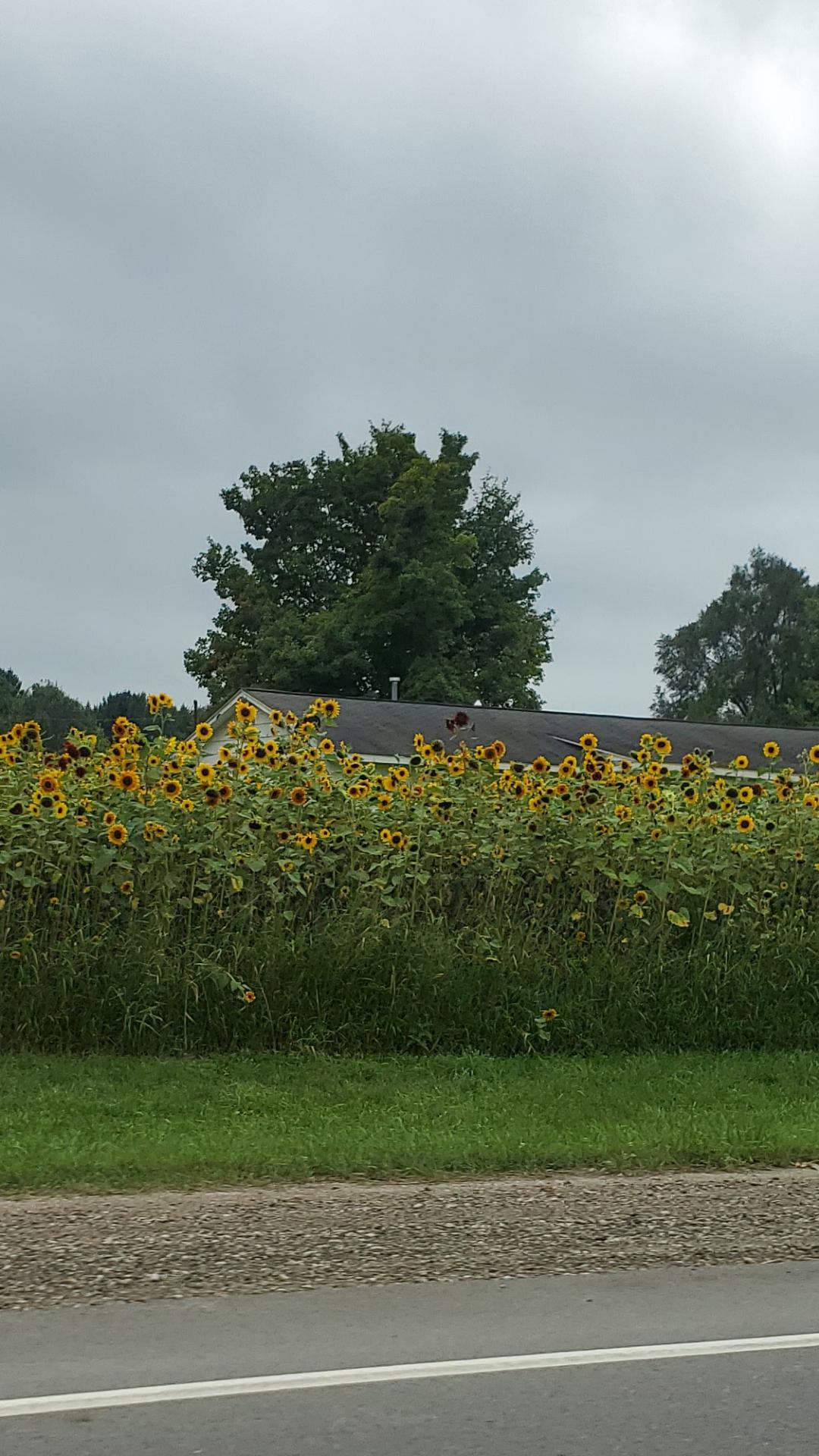 The county mows along the edge, but otherwise this house is swallowed