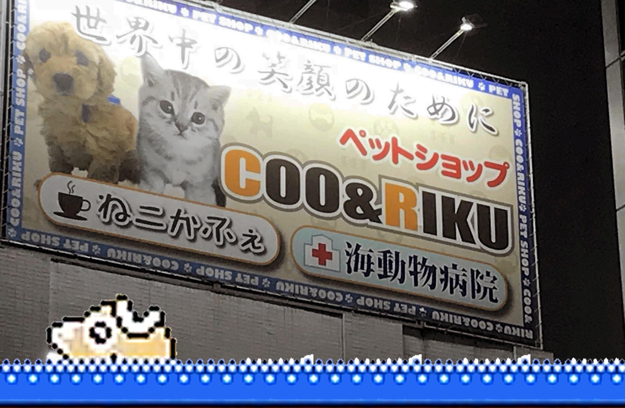 This Japanese pet shop is someone! r/Kirby