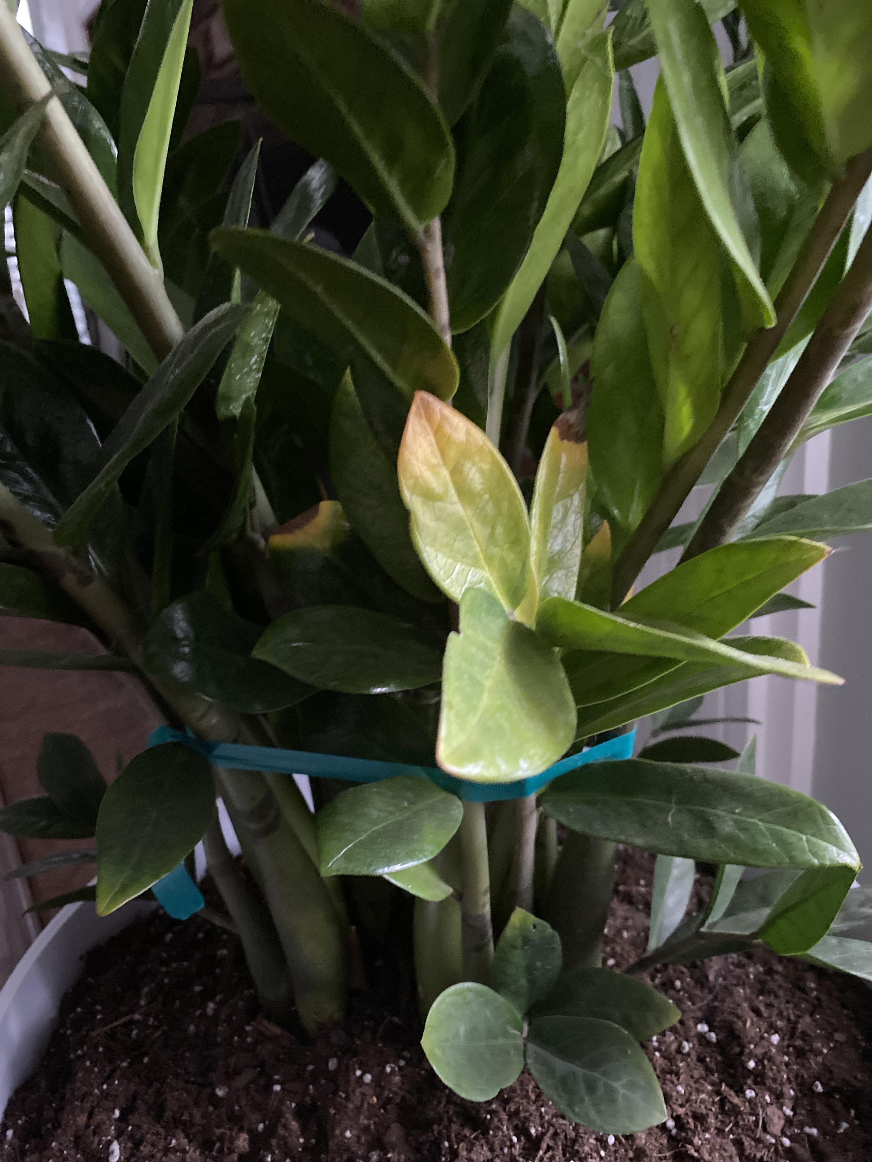 Lower leaves of ZZ plant yellowing with brown tips. Southern facing