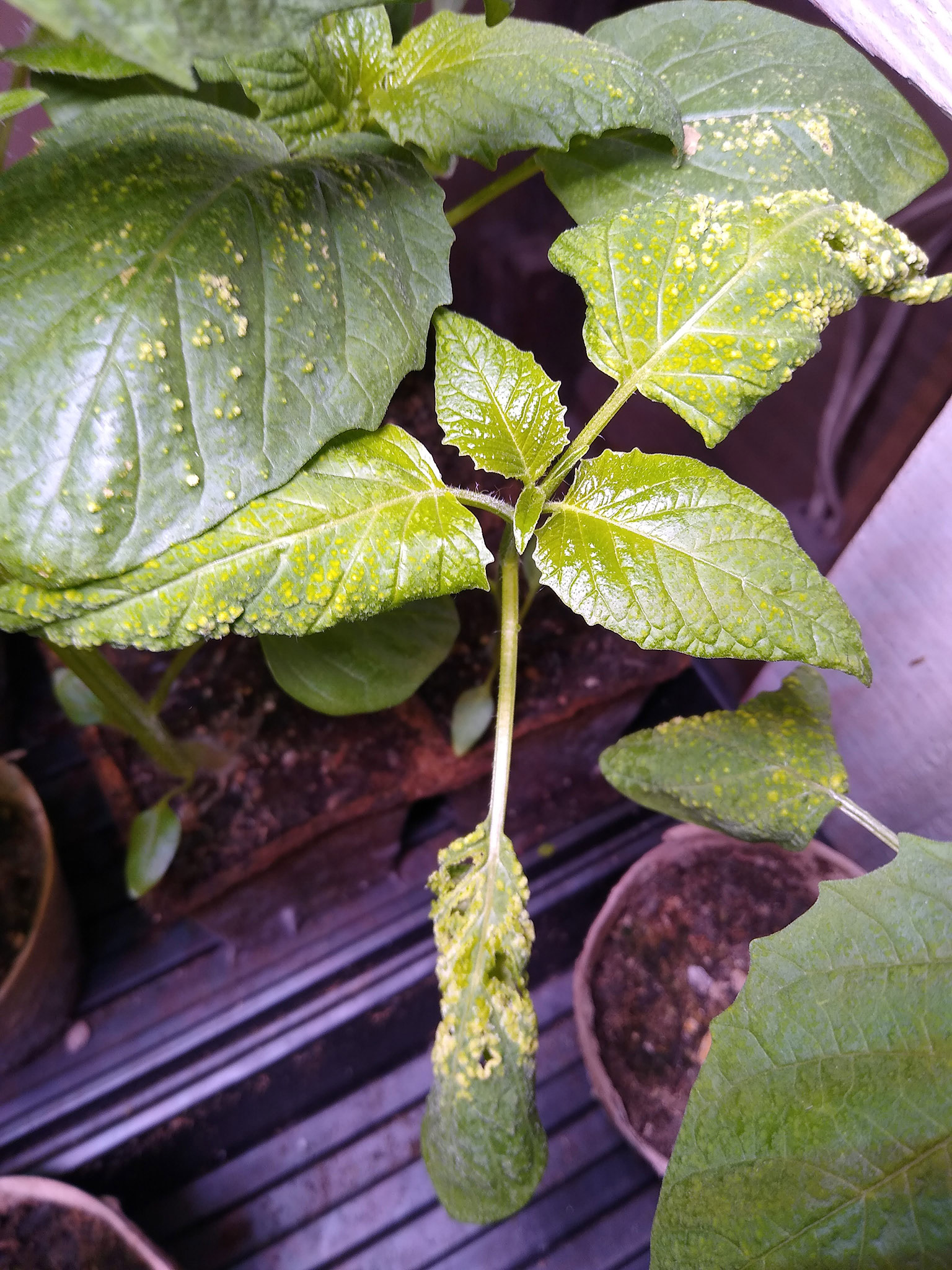 Tomatillo seedling leaves are yellow and bumpy. What's happening? r