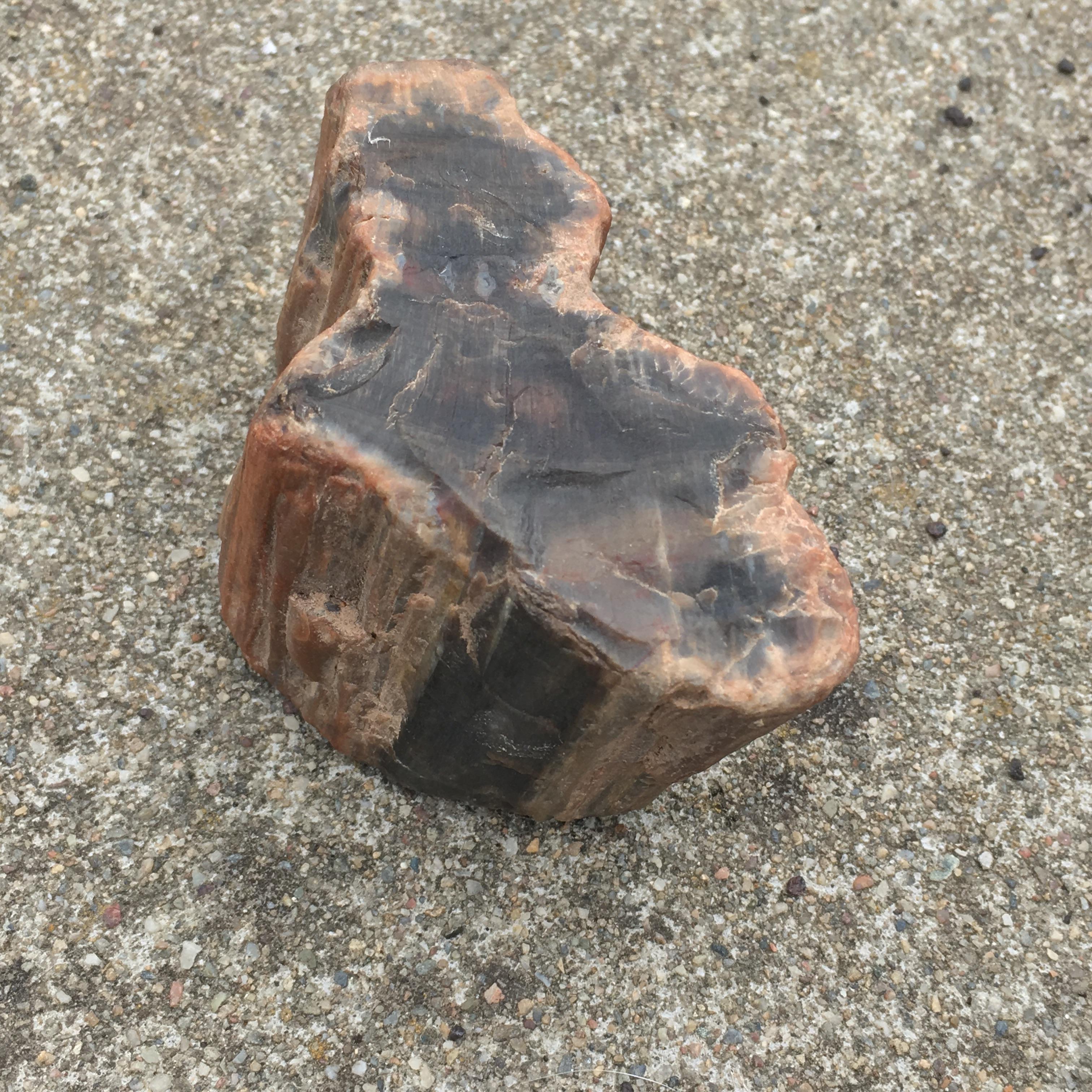 Petrified wood? If so is it possible to tell what kind it is? I don’t know where it’s from. r