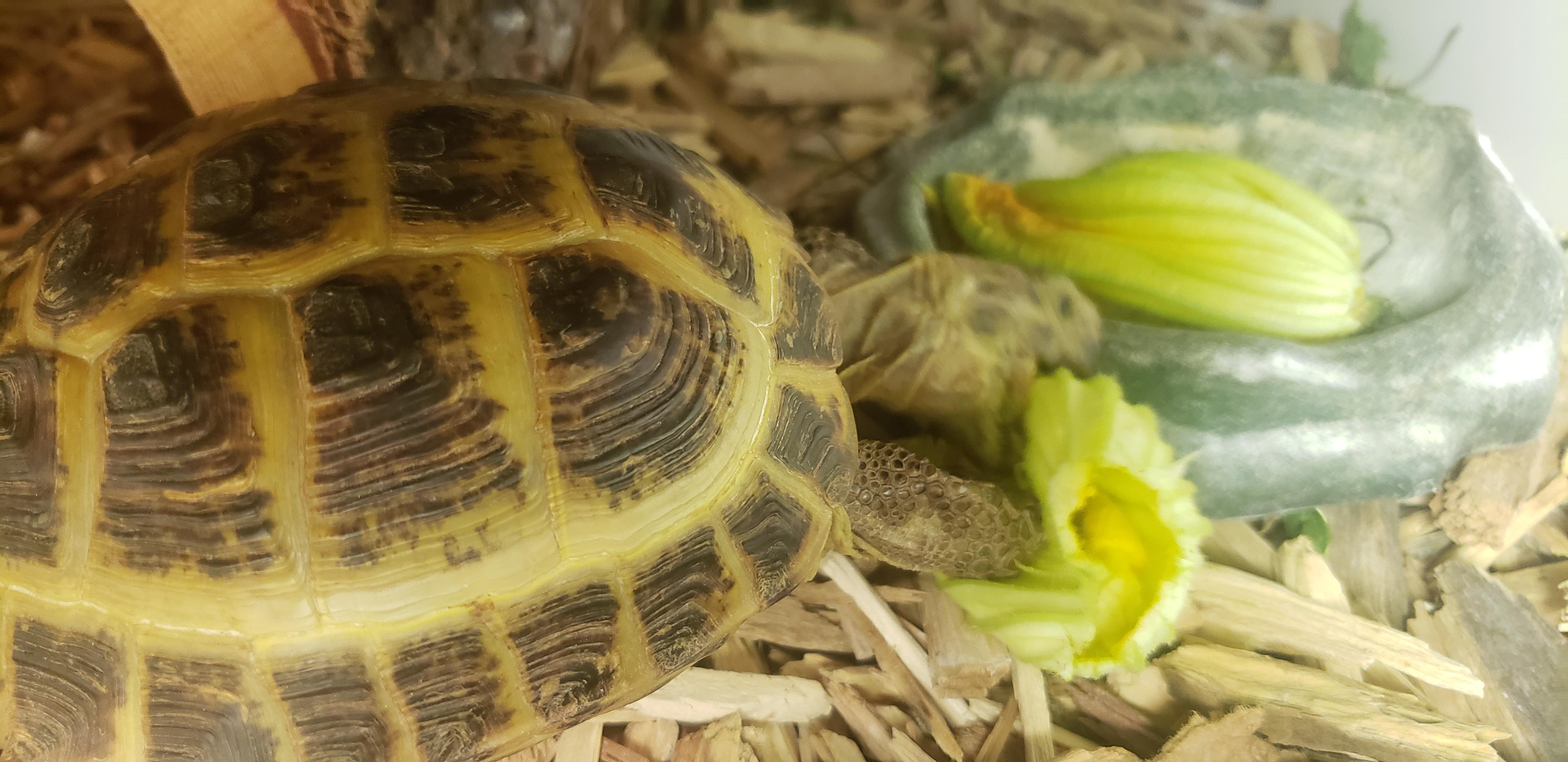 Pebbles eating her first ever zucchini flower. r/tortoise