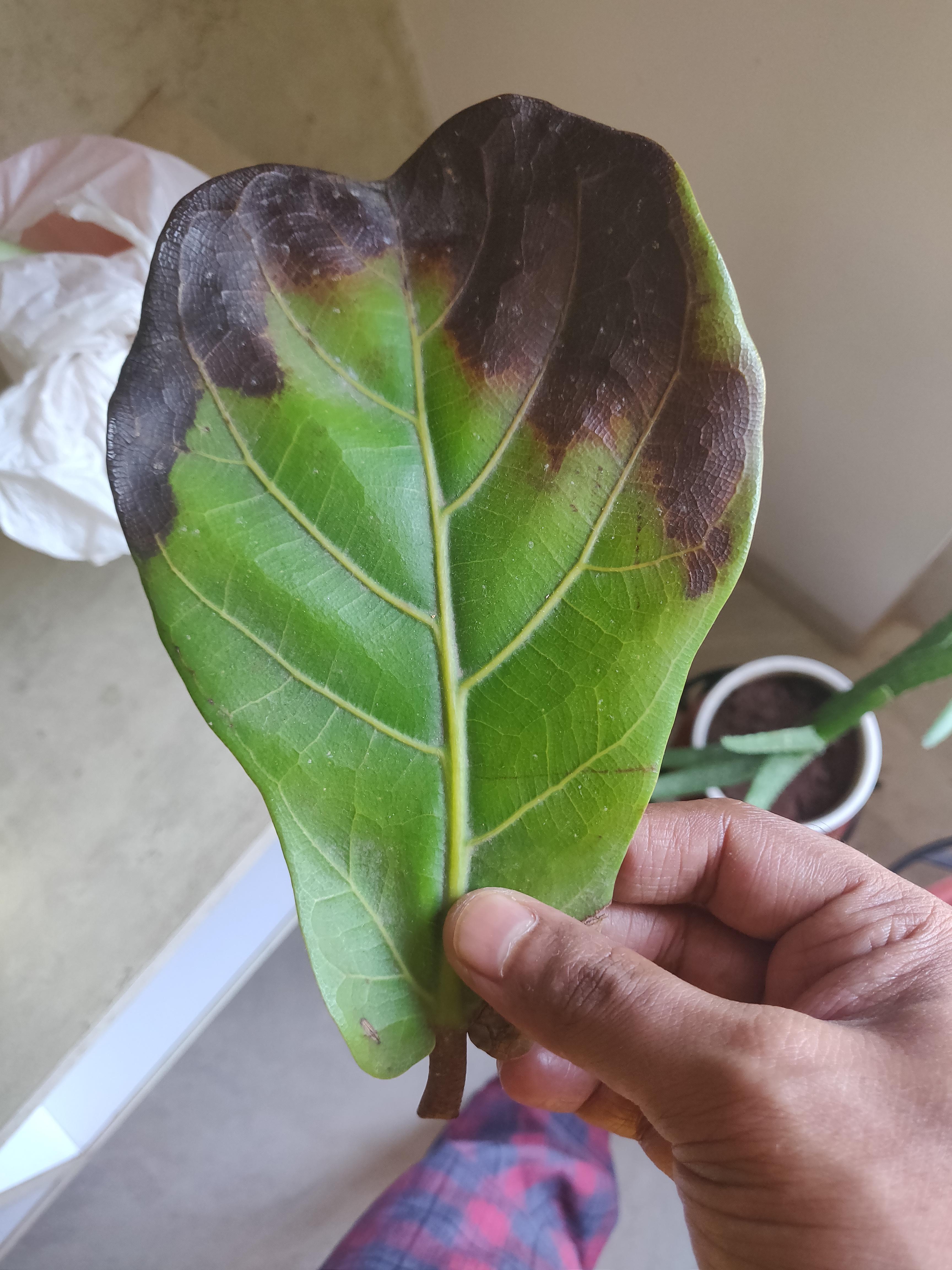 Crying Fiddle Leaf. Is it a root rot? fiddleleaffig