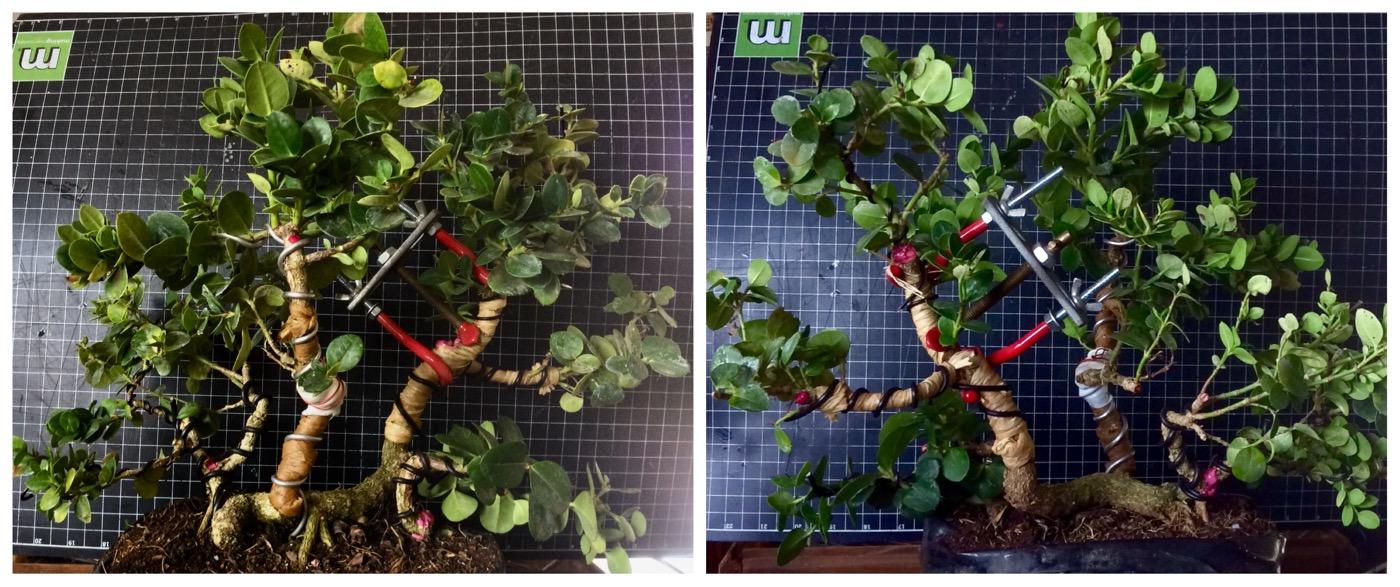 Best front for this raft/clump? r/Bonsai