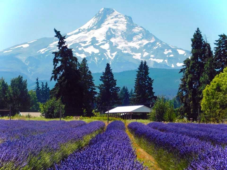 Lavender Valley, Oregon. roadtrip