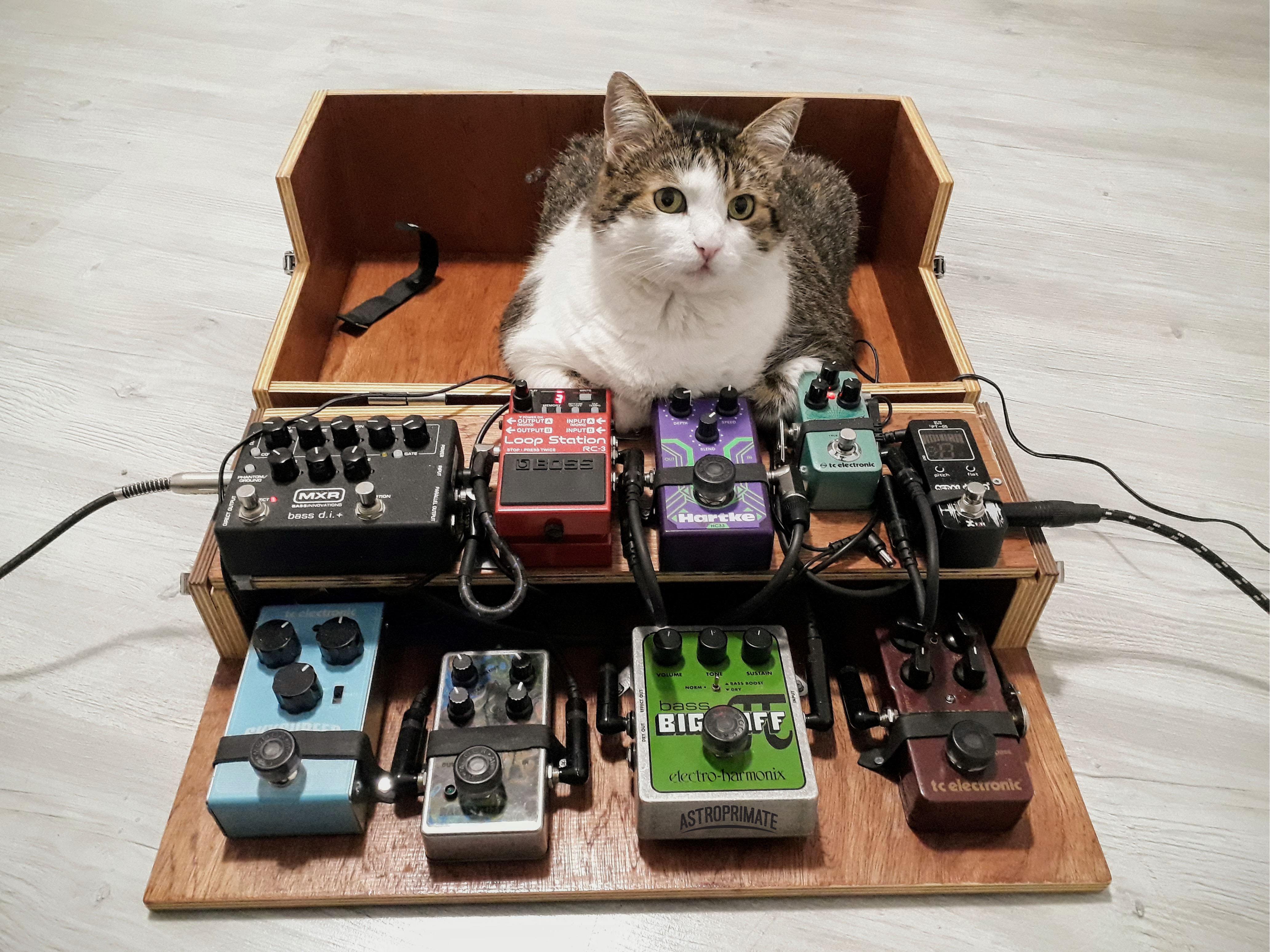 My DIY bass pedalboard (chain in comments) r/basspedals