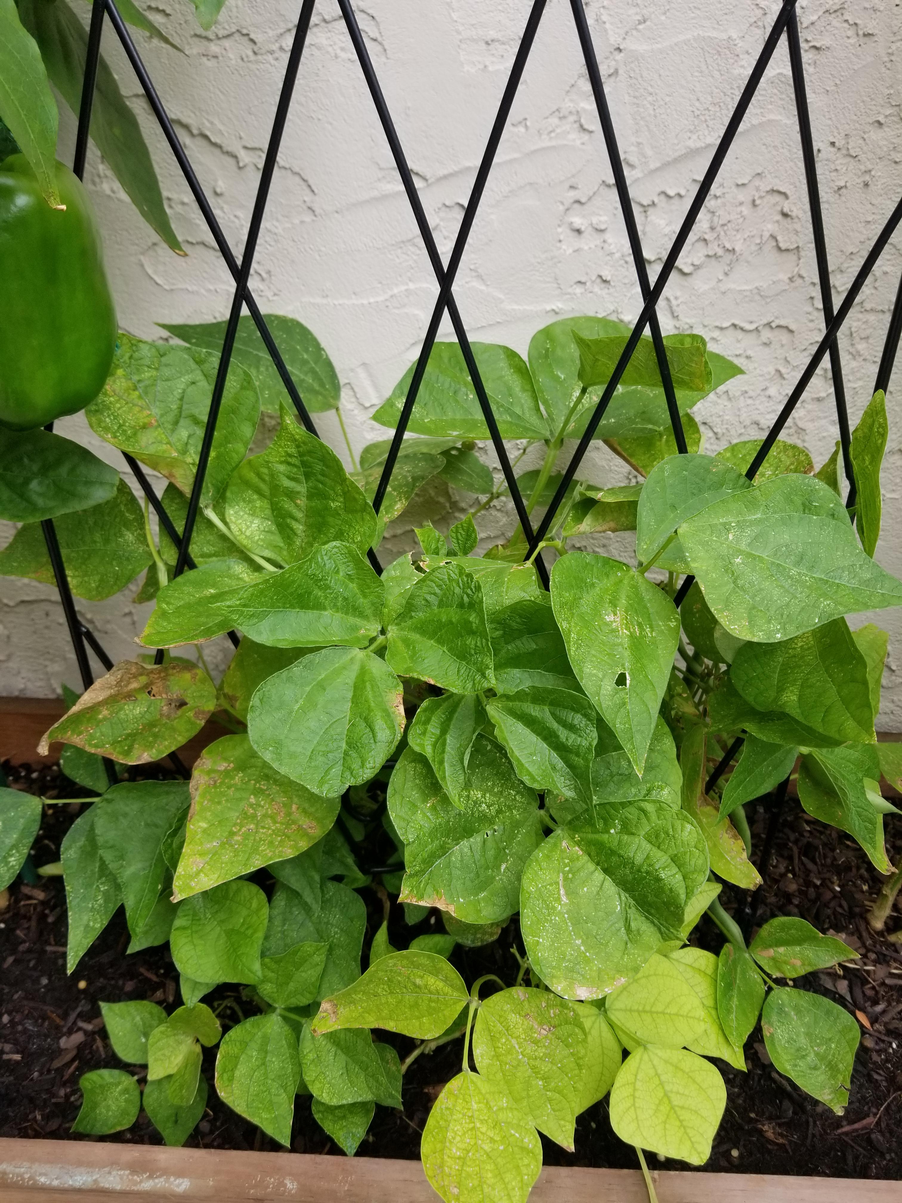 What's wrong with my green beans? r/gardening