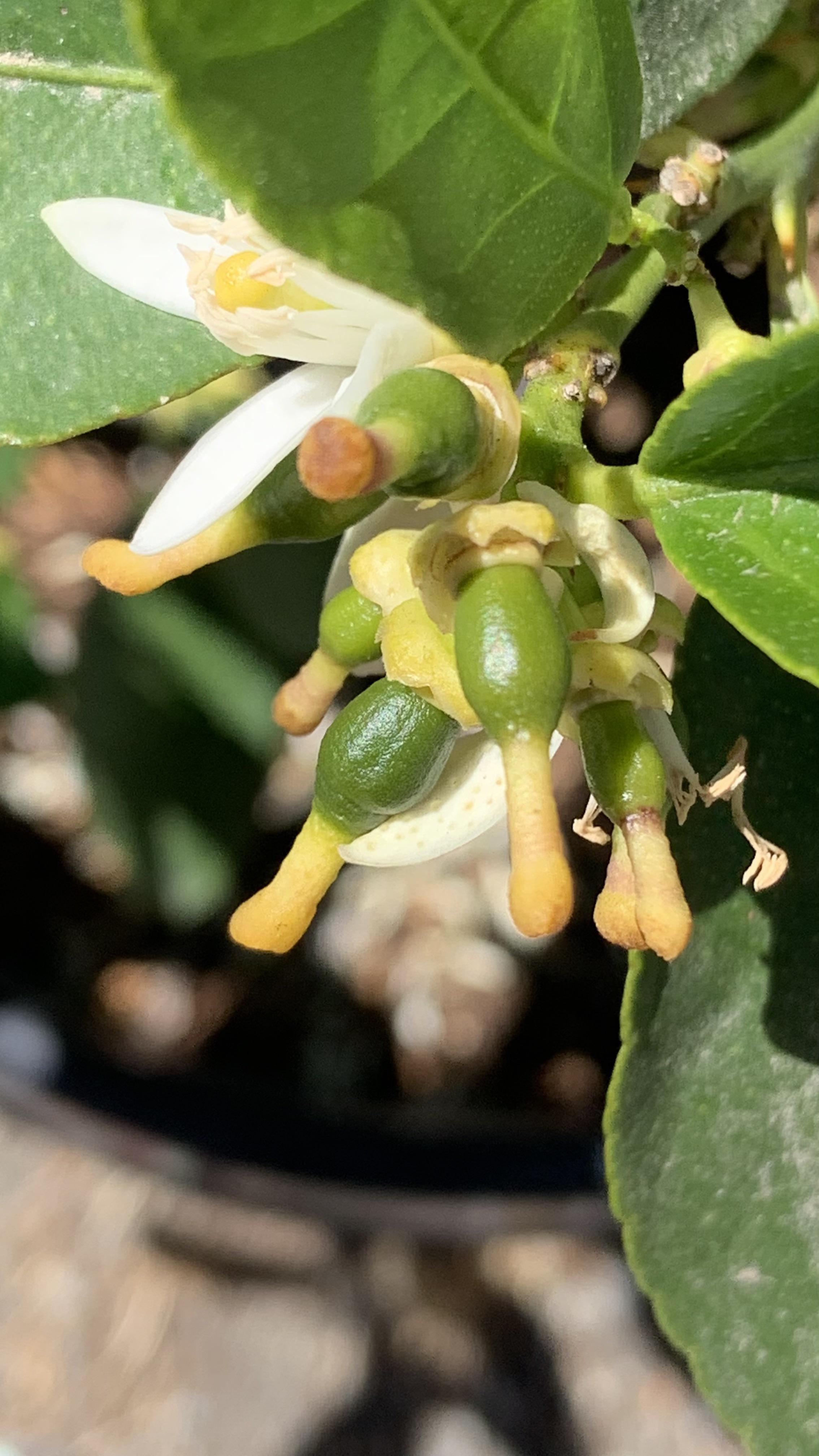 Lime tree blossoms..look at all those little limes r/plants