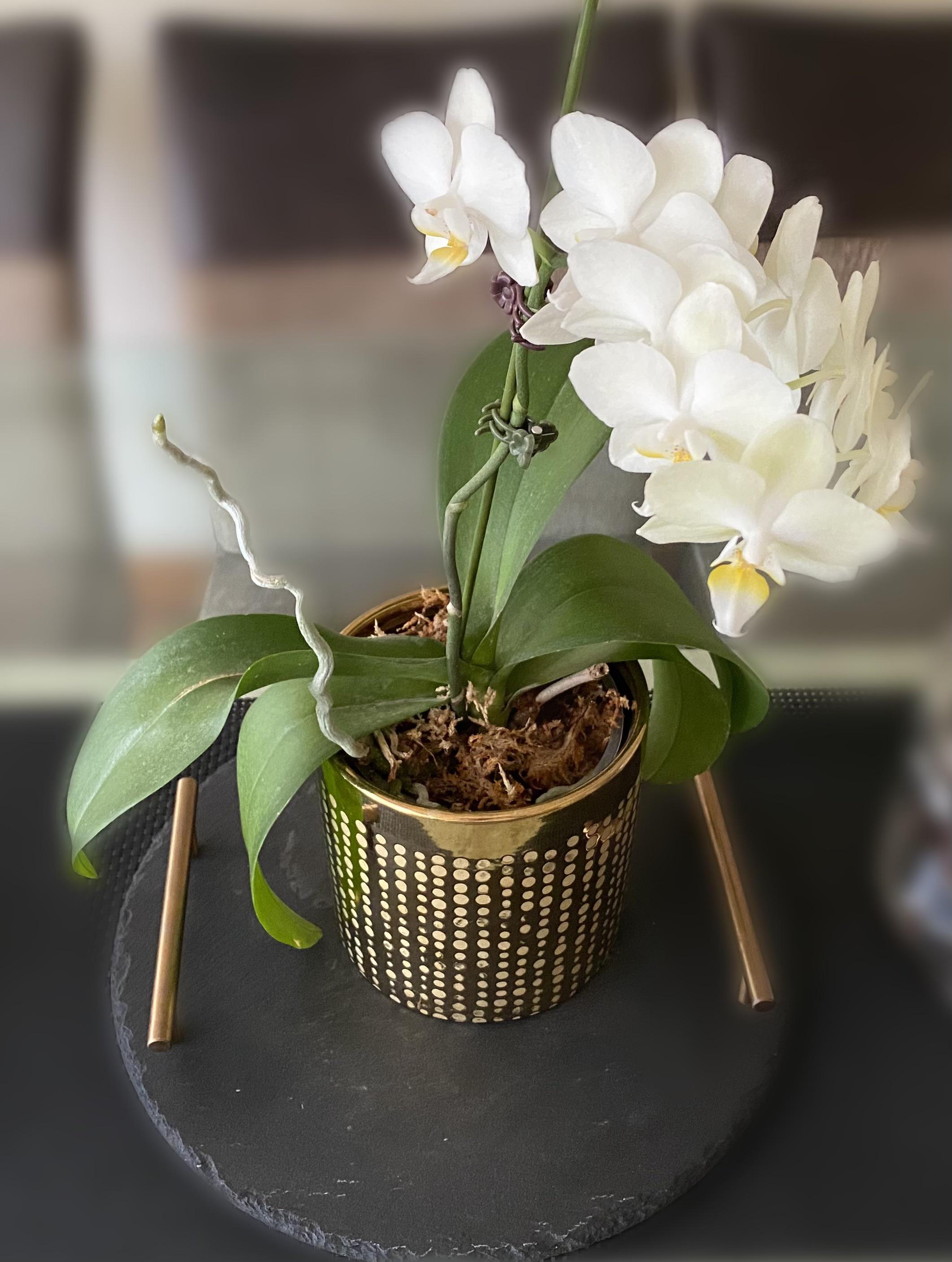 Should I cut off my orchid’s root?? r/orchids
